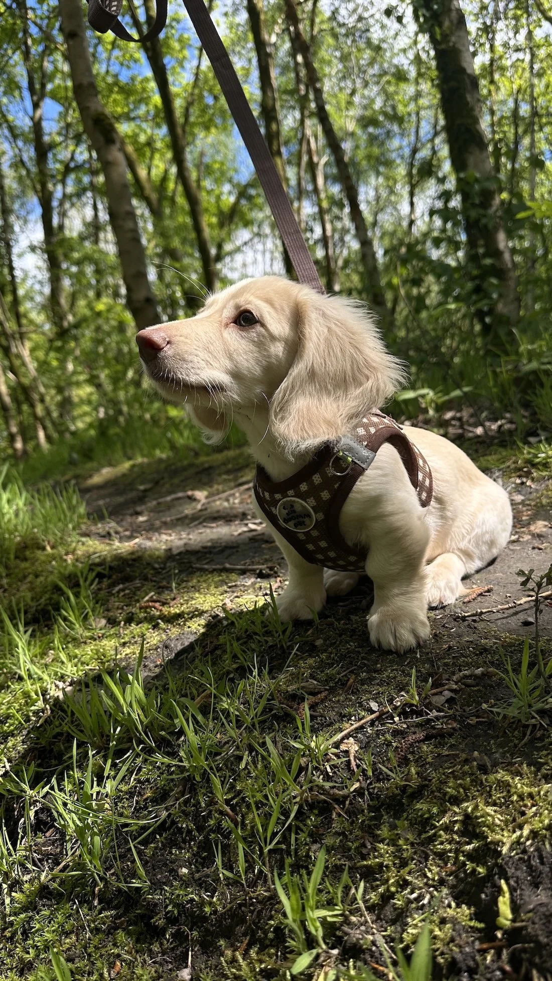 Sven, Dachshund