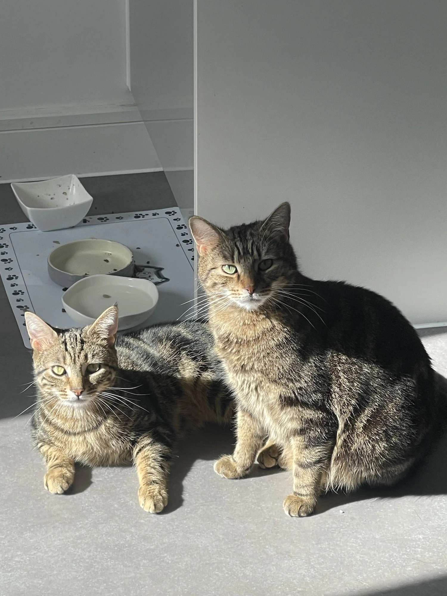 Kobe & Leo, Tabby DSH