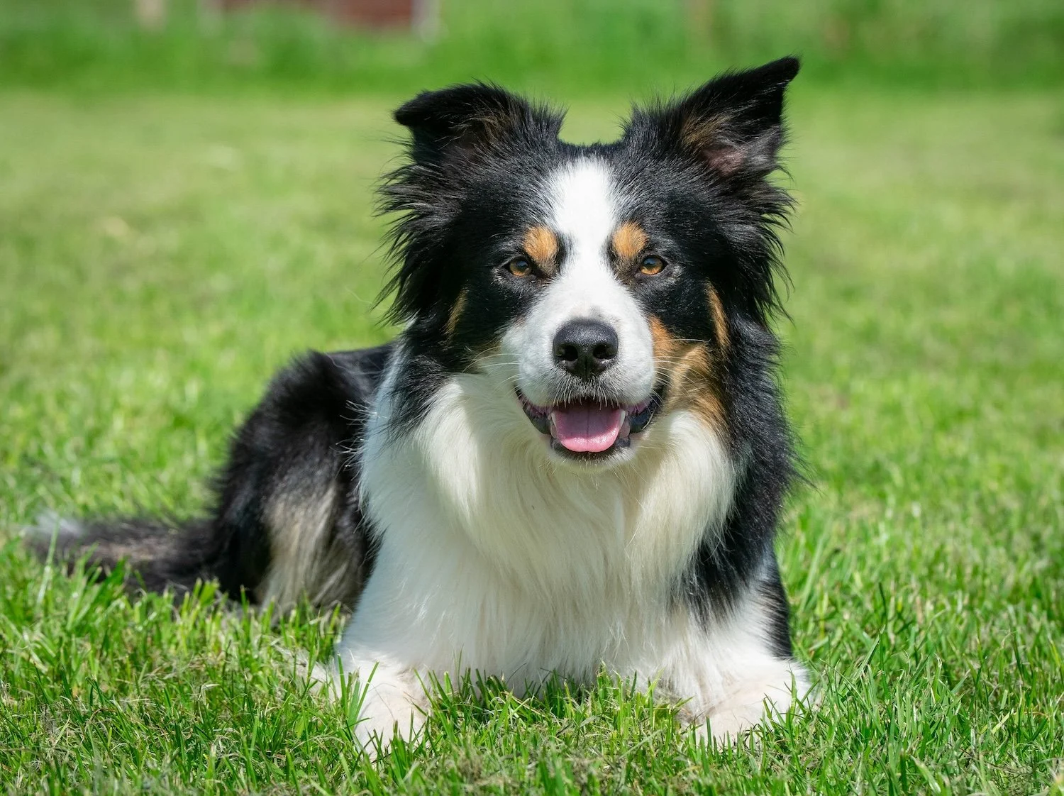 Blaze, Border Collie (Tri Colour)