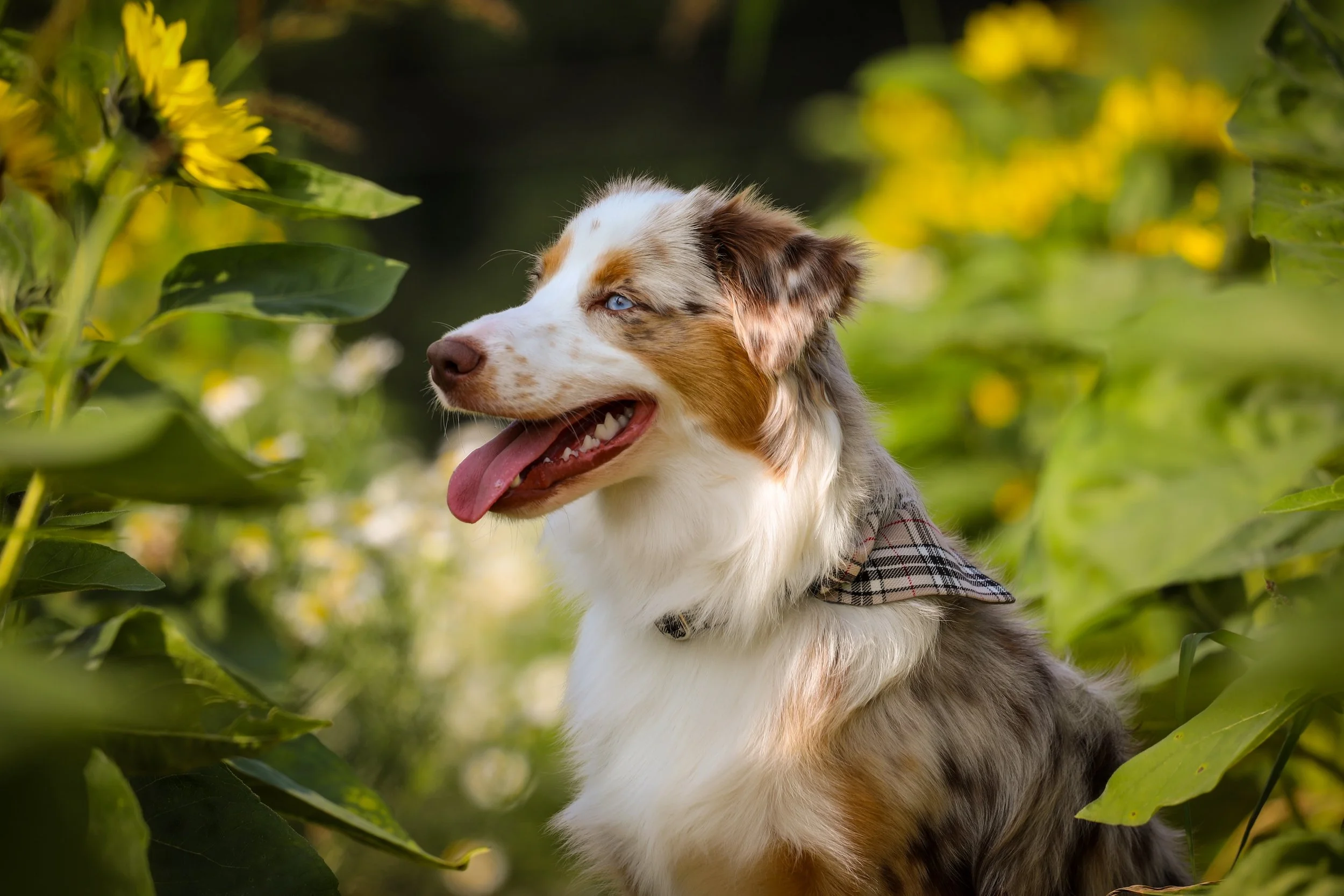 Dream, American Shepherd