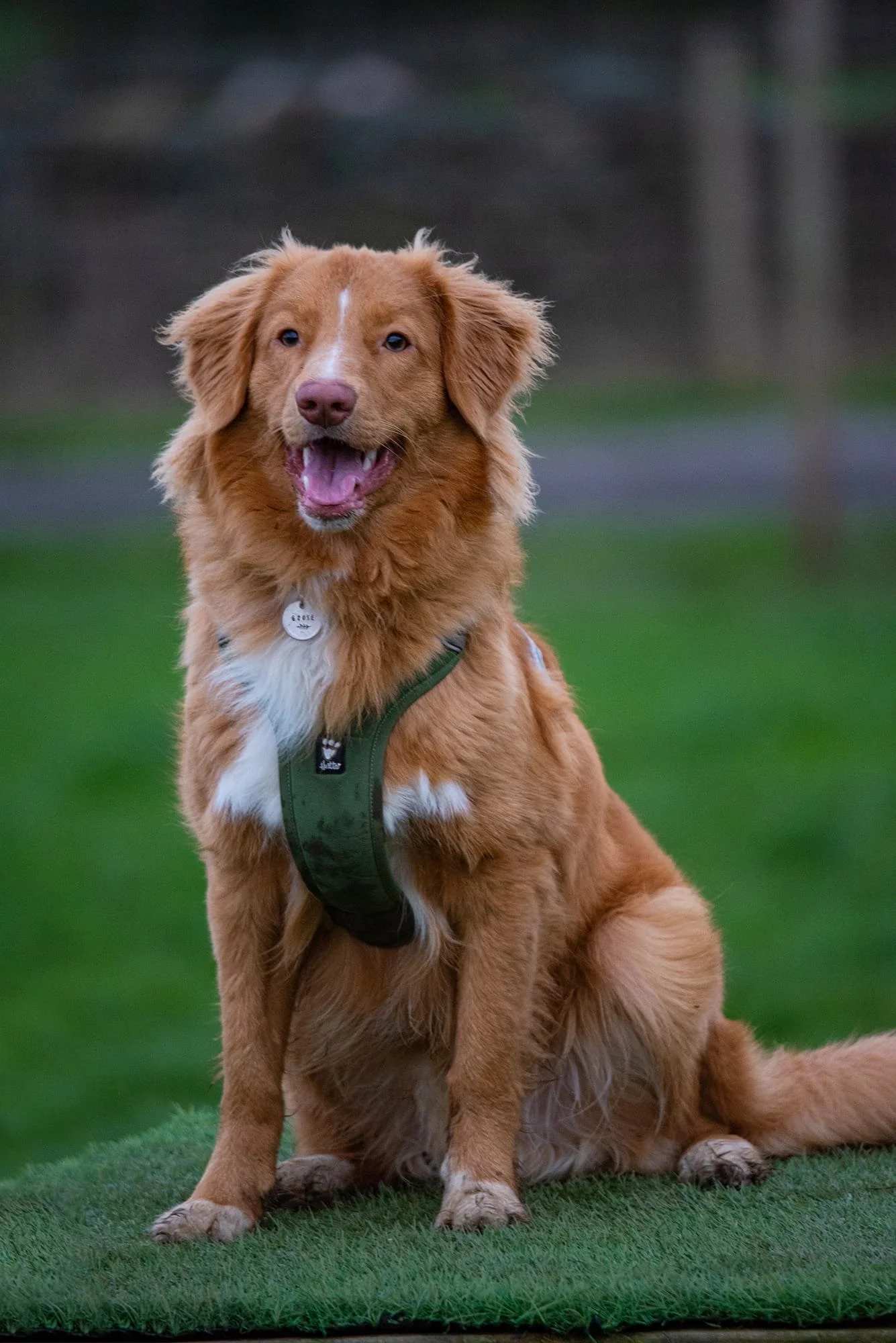 Goose, Nova Scotia Duck Tolling Retriever