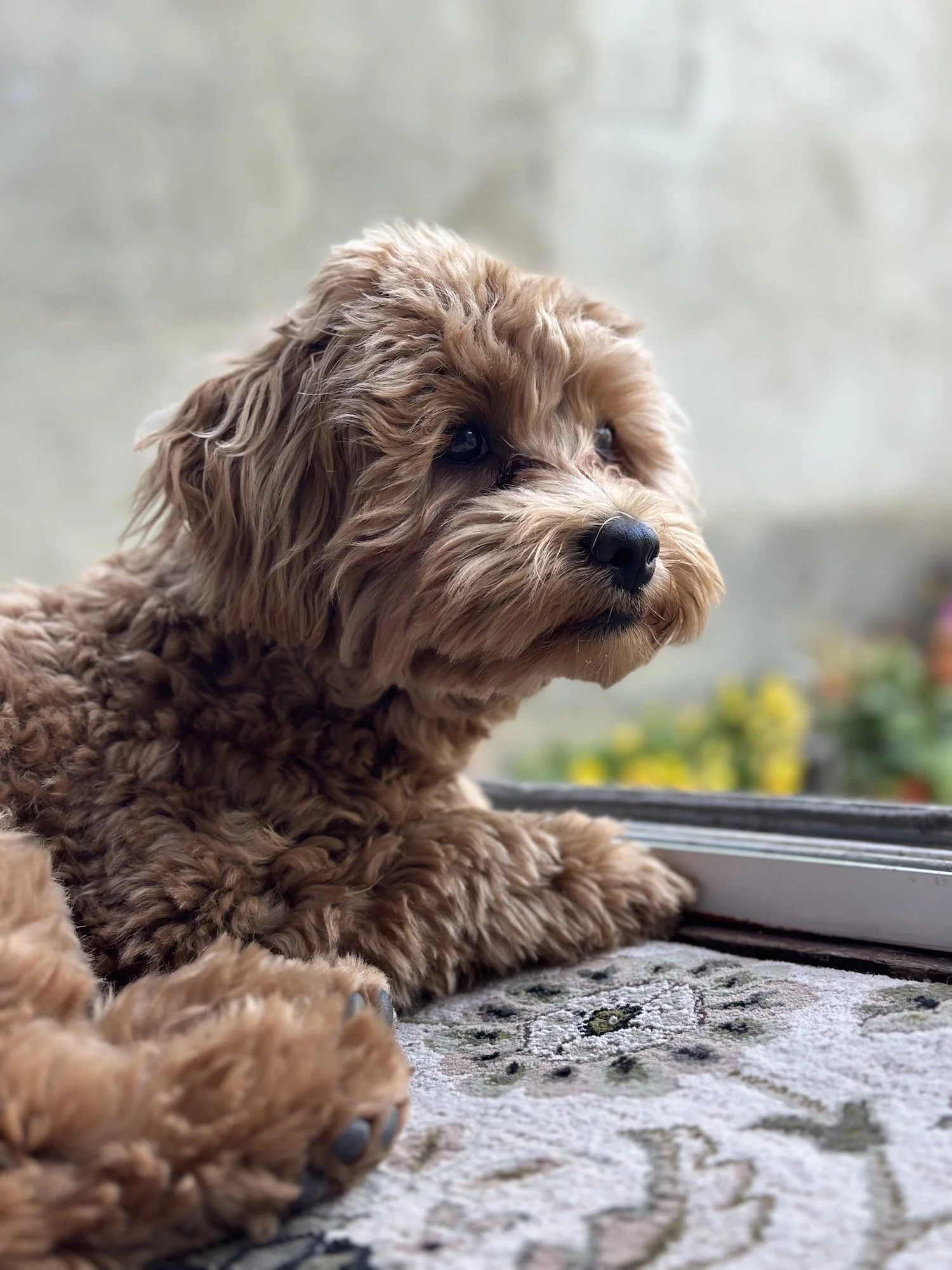 Kenzo, Maltipoo