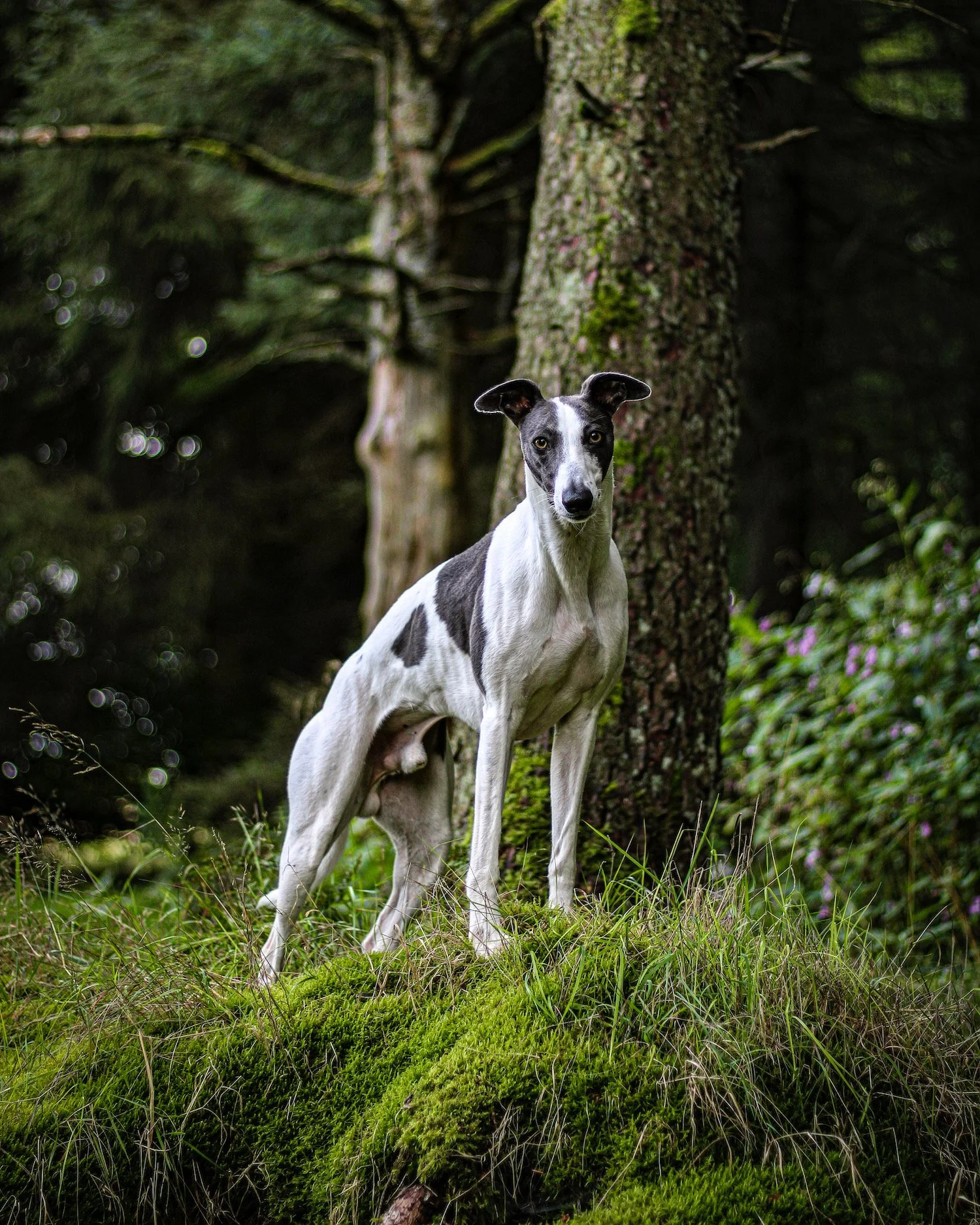 Bagel, Whippet