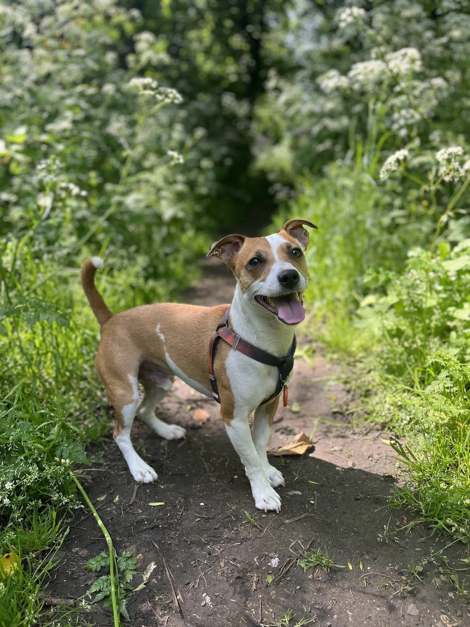 Jack, Jack Russell