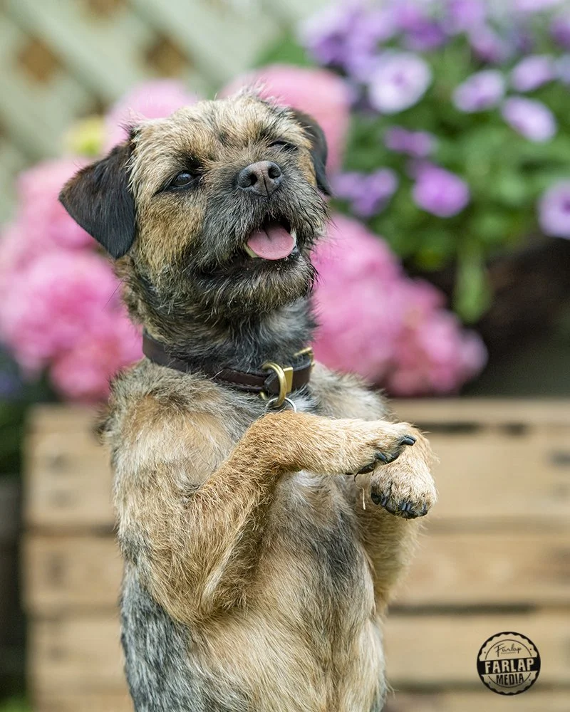 Lunar, Border Terrier