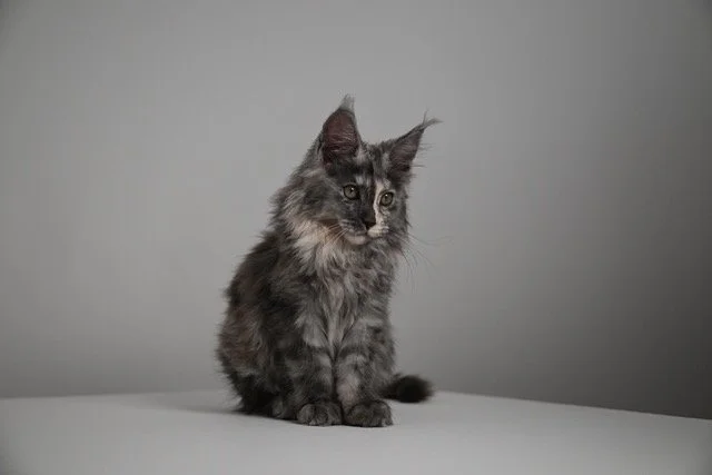 Amira, Maine Coon