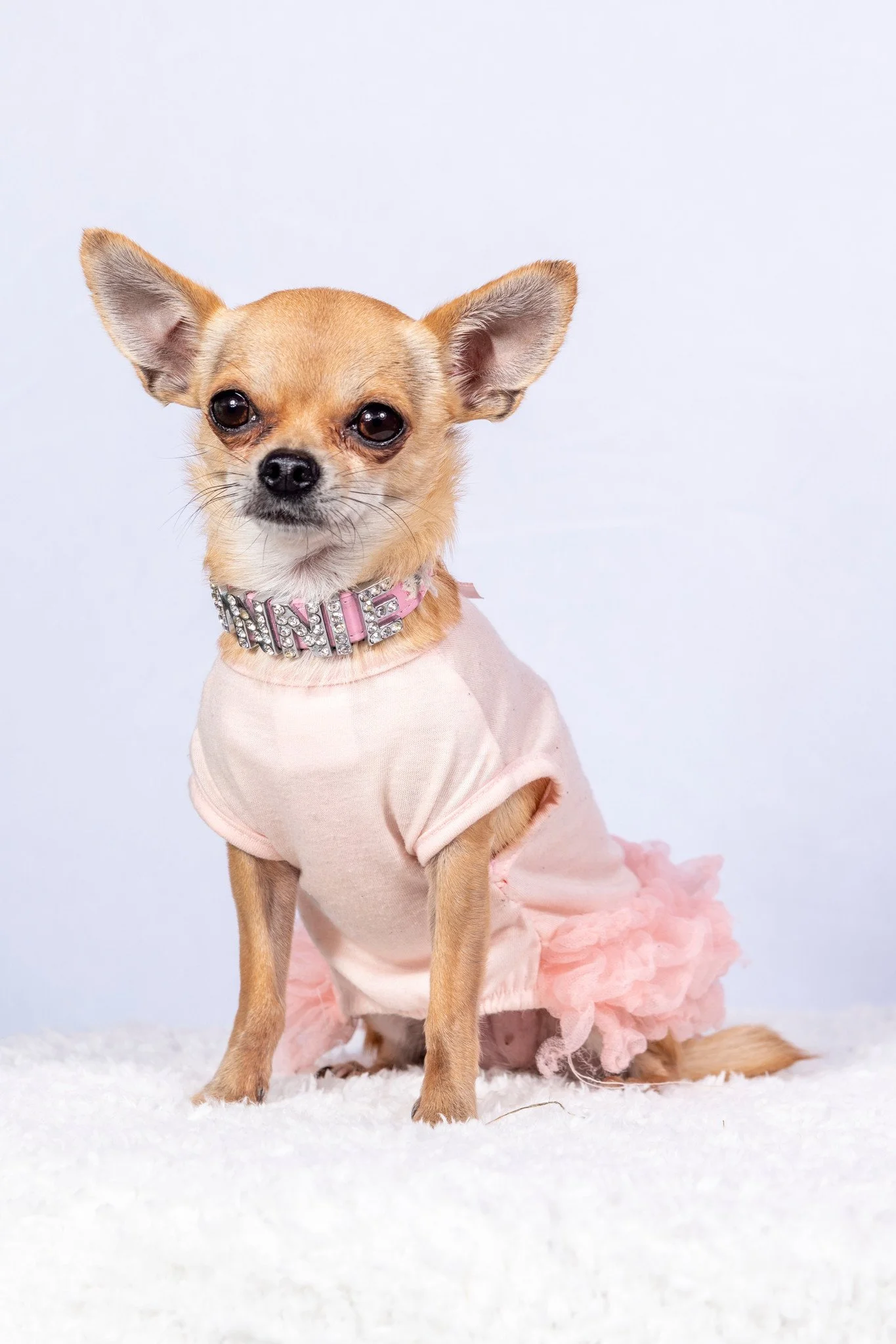 Bonnie, Chihuahua