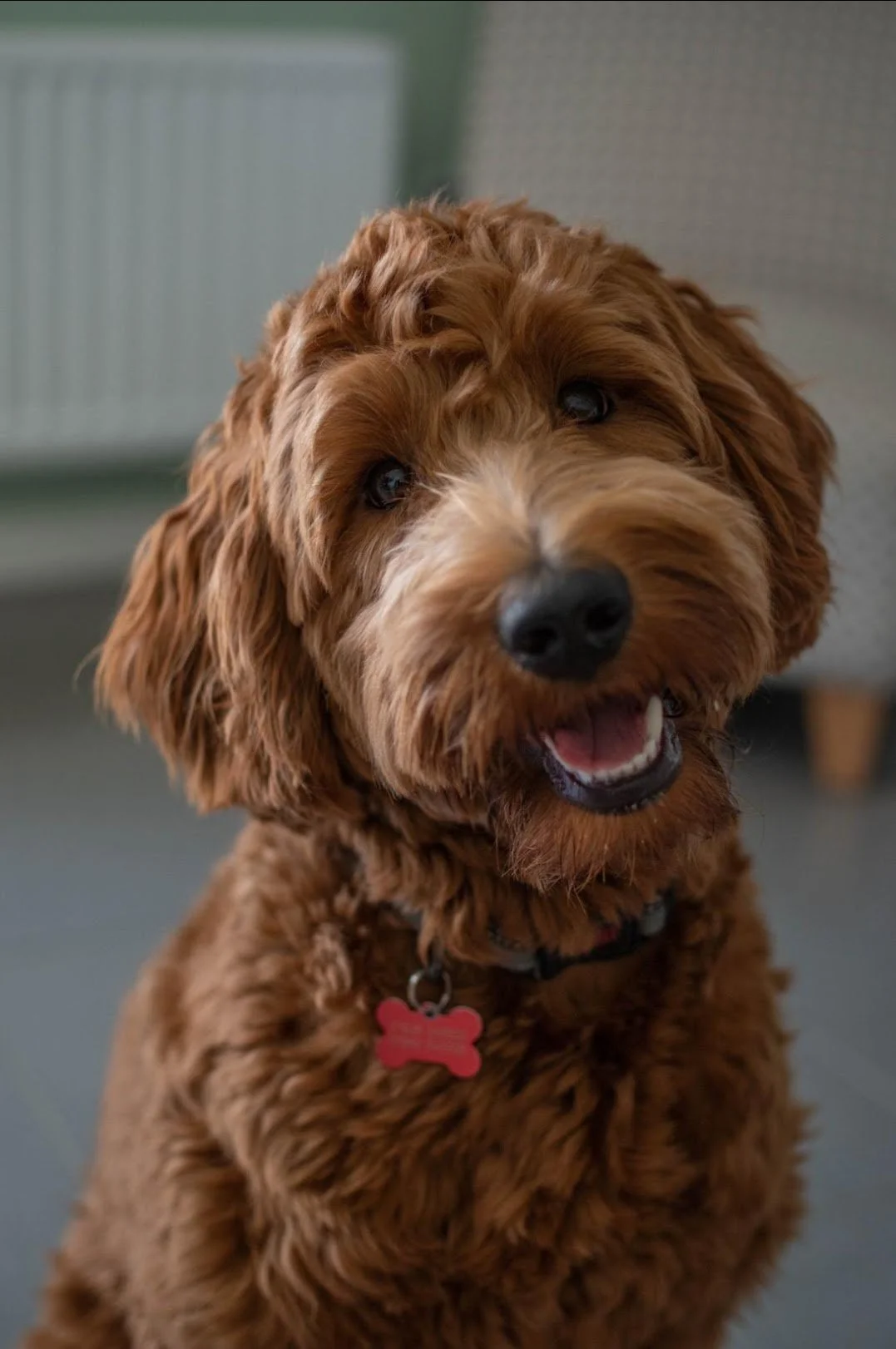 Monty, Australian Labradoodle