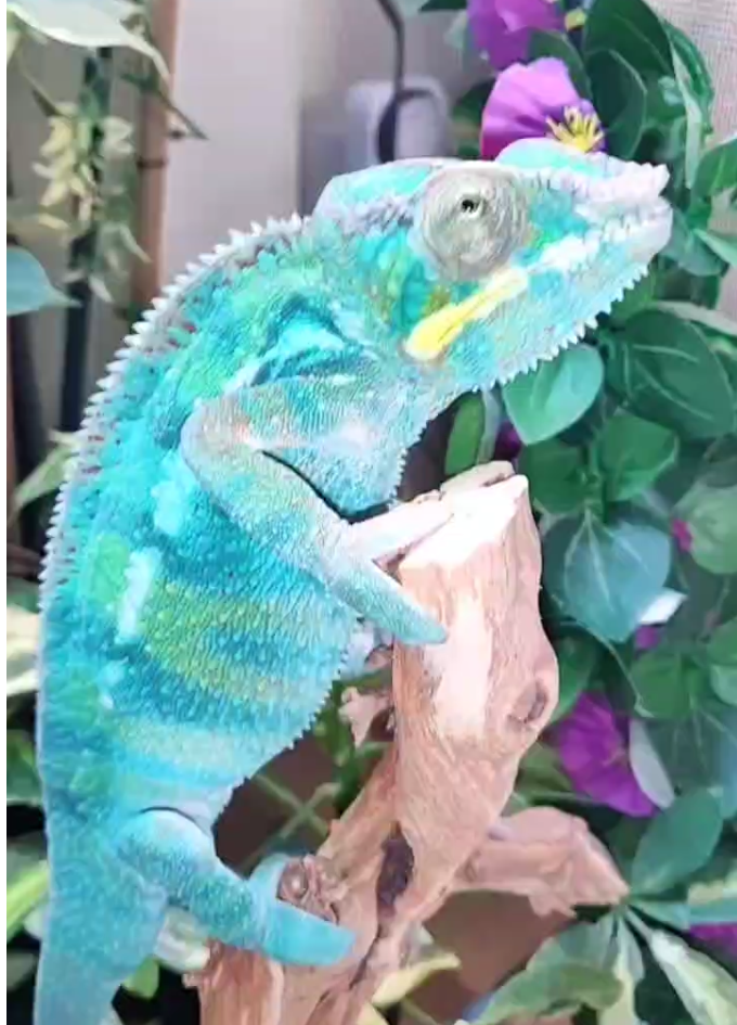 Rocky, Chameleon, London