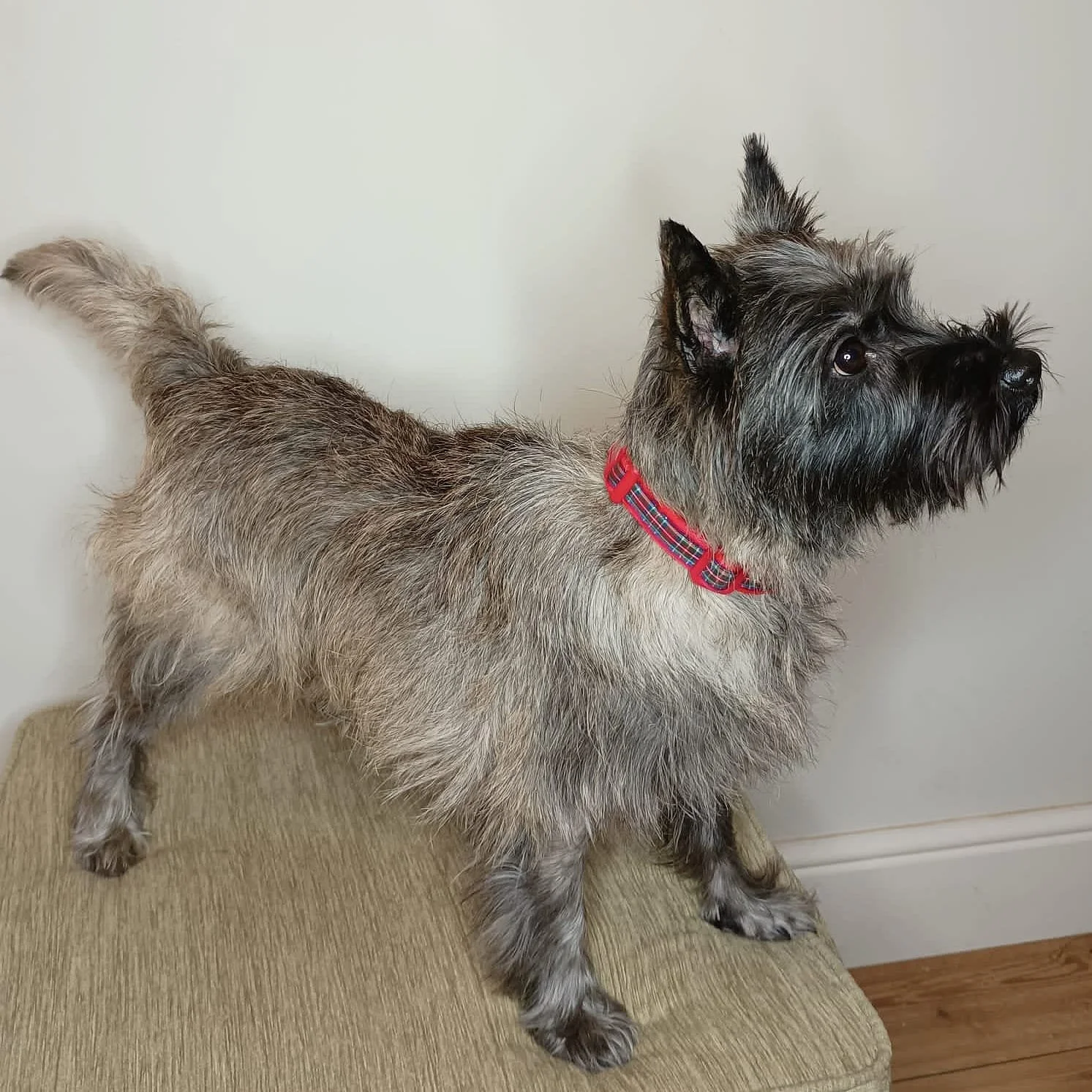 Ben Nevis, Cairn Terrier