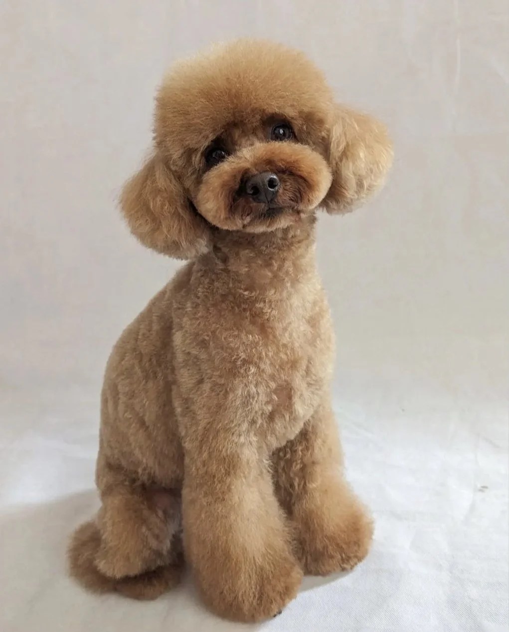 Effie, Miniature Poodle