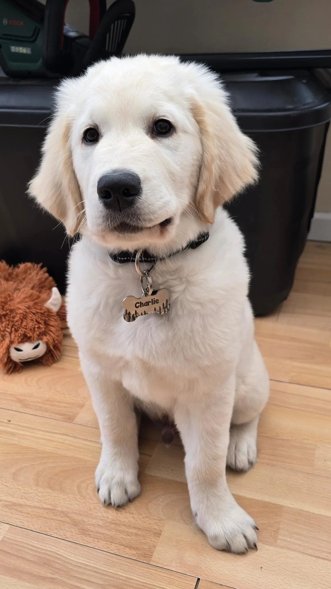 Charlie, Golden Retriever
