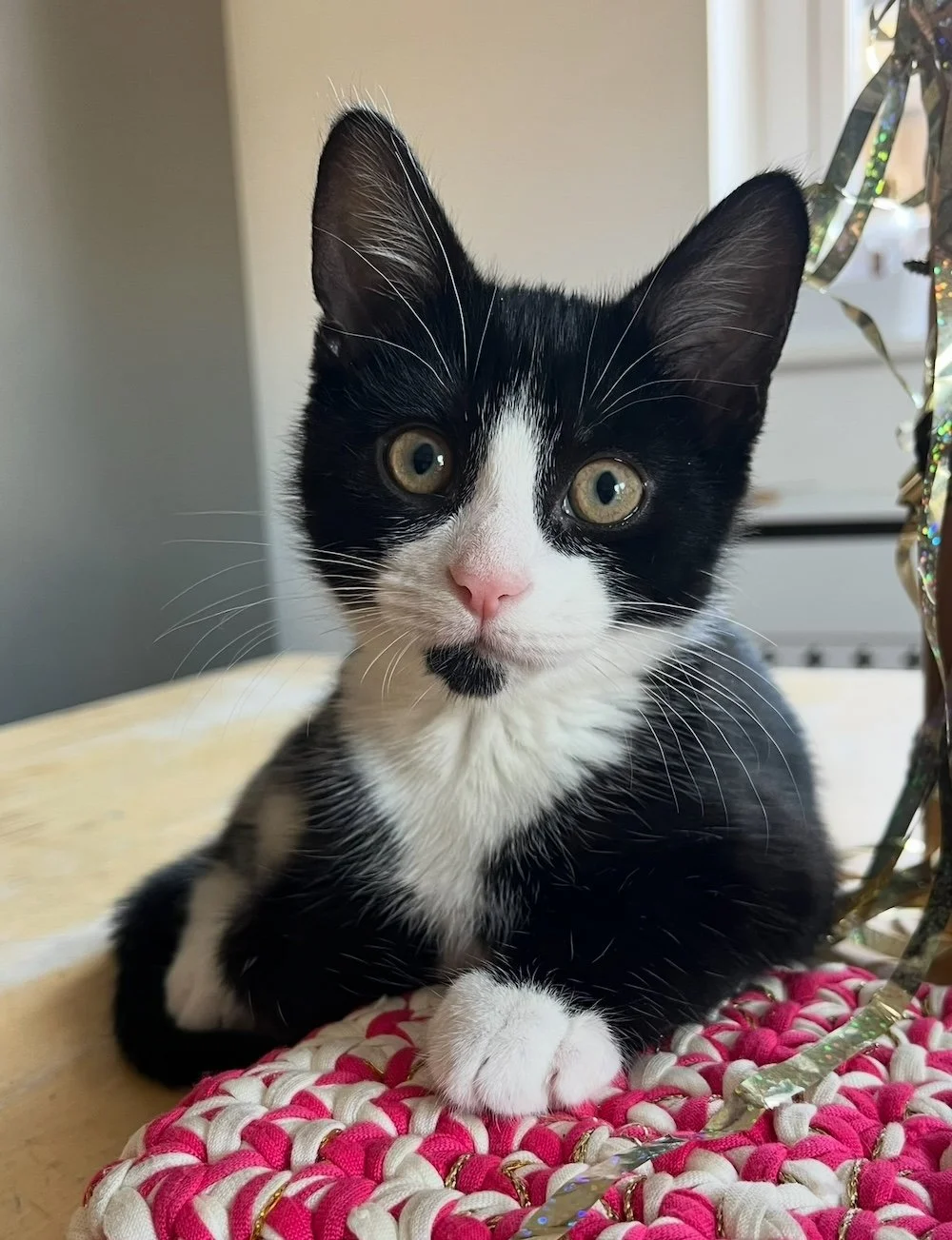 Disco, Domestic Shorthair