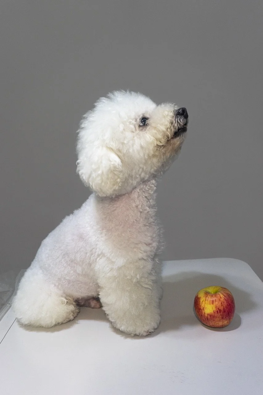 Tino, Bichon Frise
