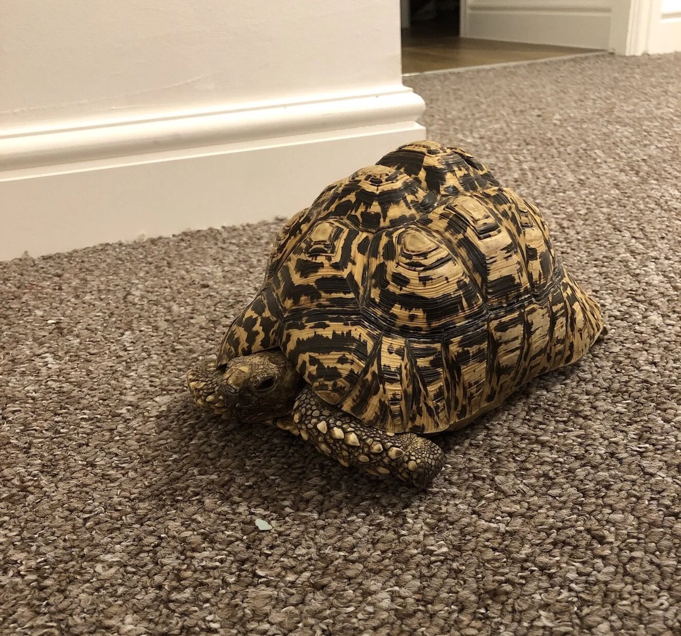 Gary, Tortoise, Lancashire