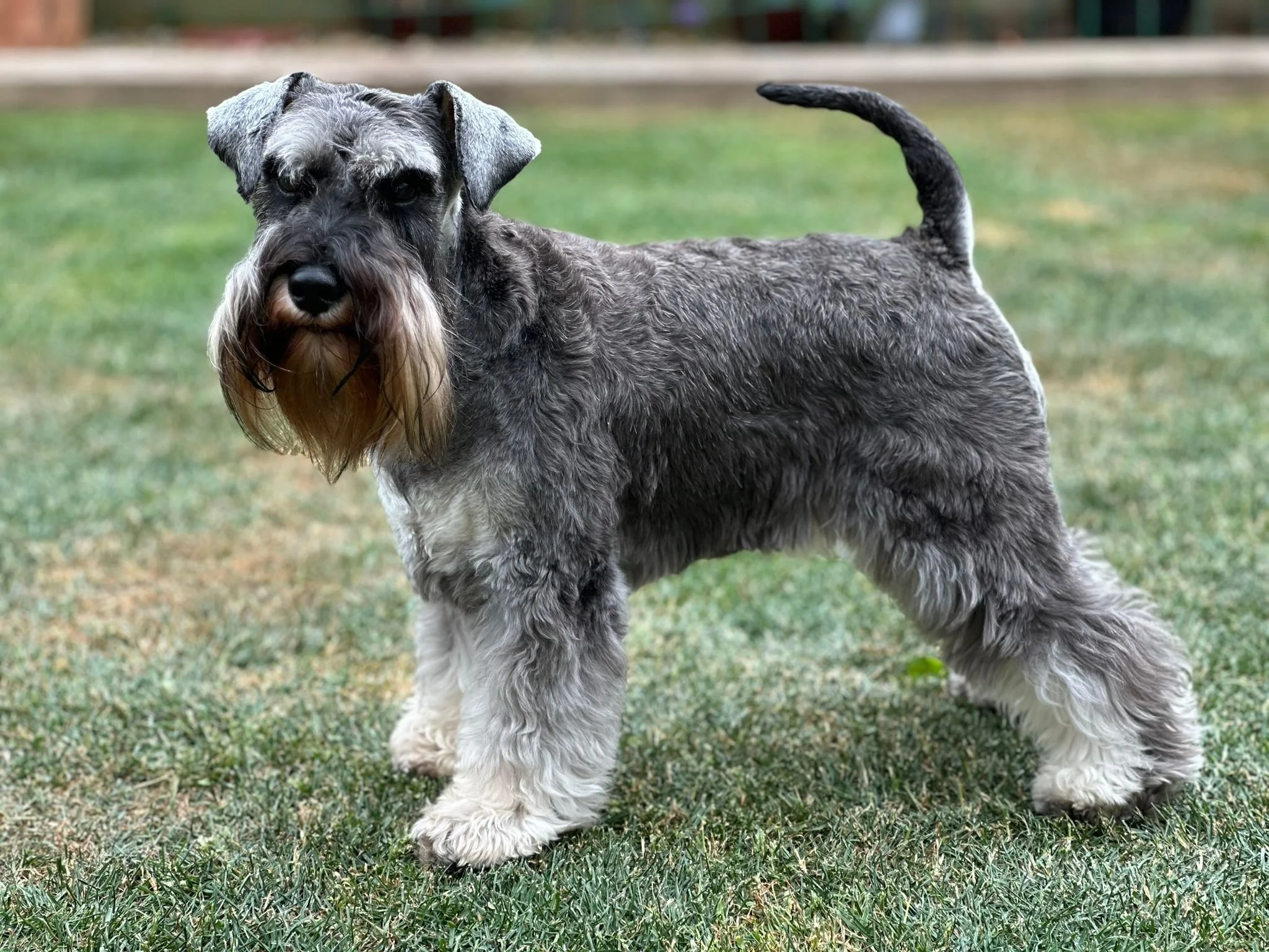 Ethel, Schnauzer