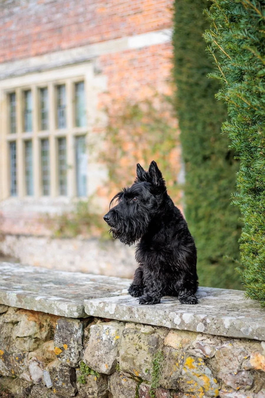 Dougal, Scottish Terrier