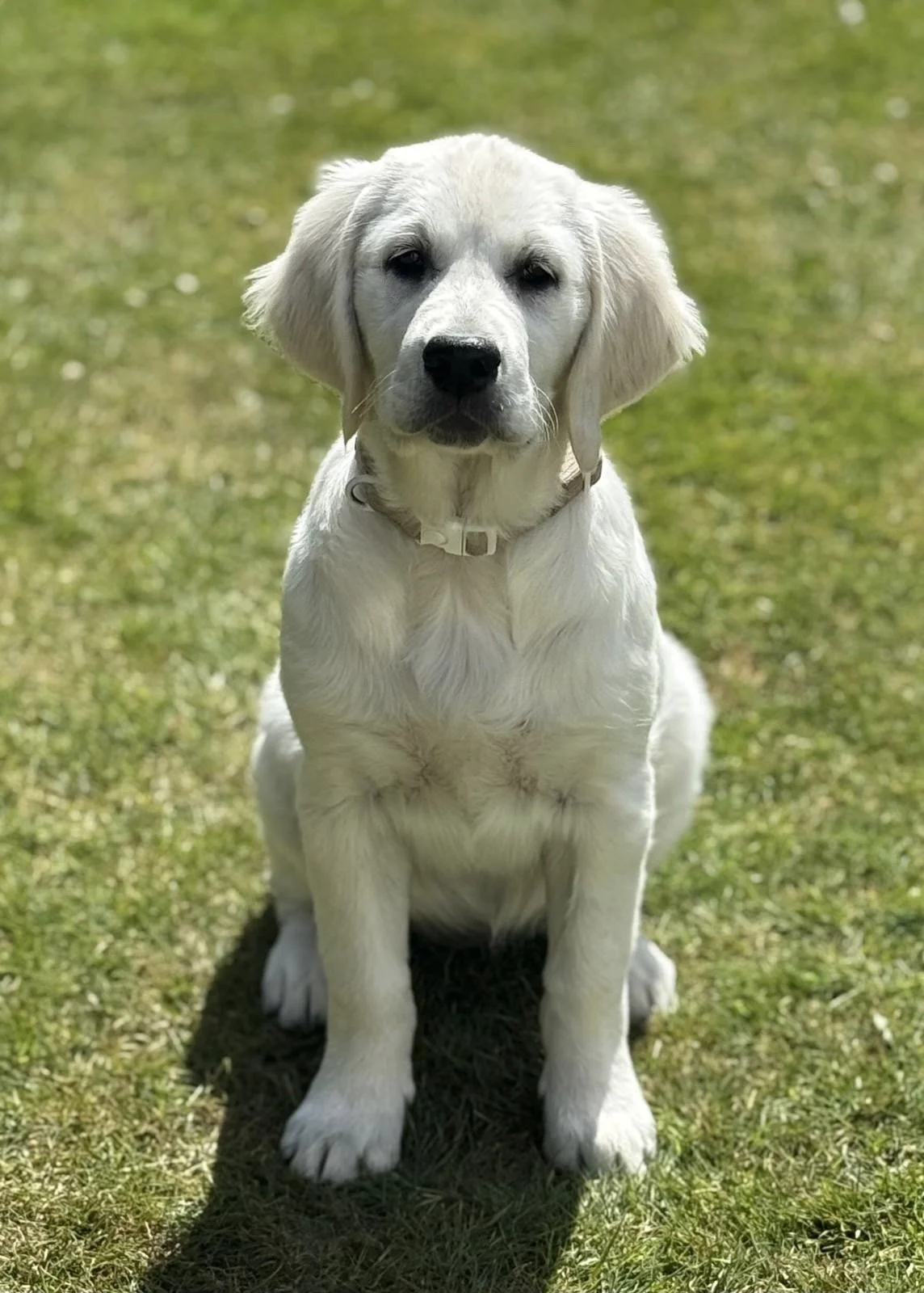 Frankie, Golden Retriever