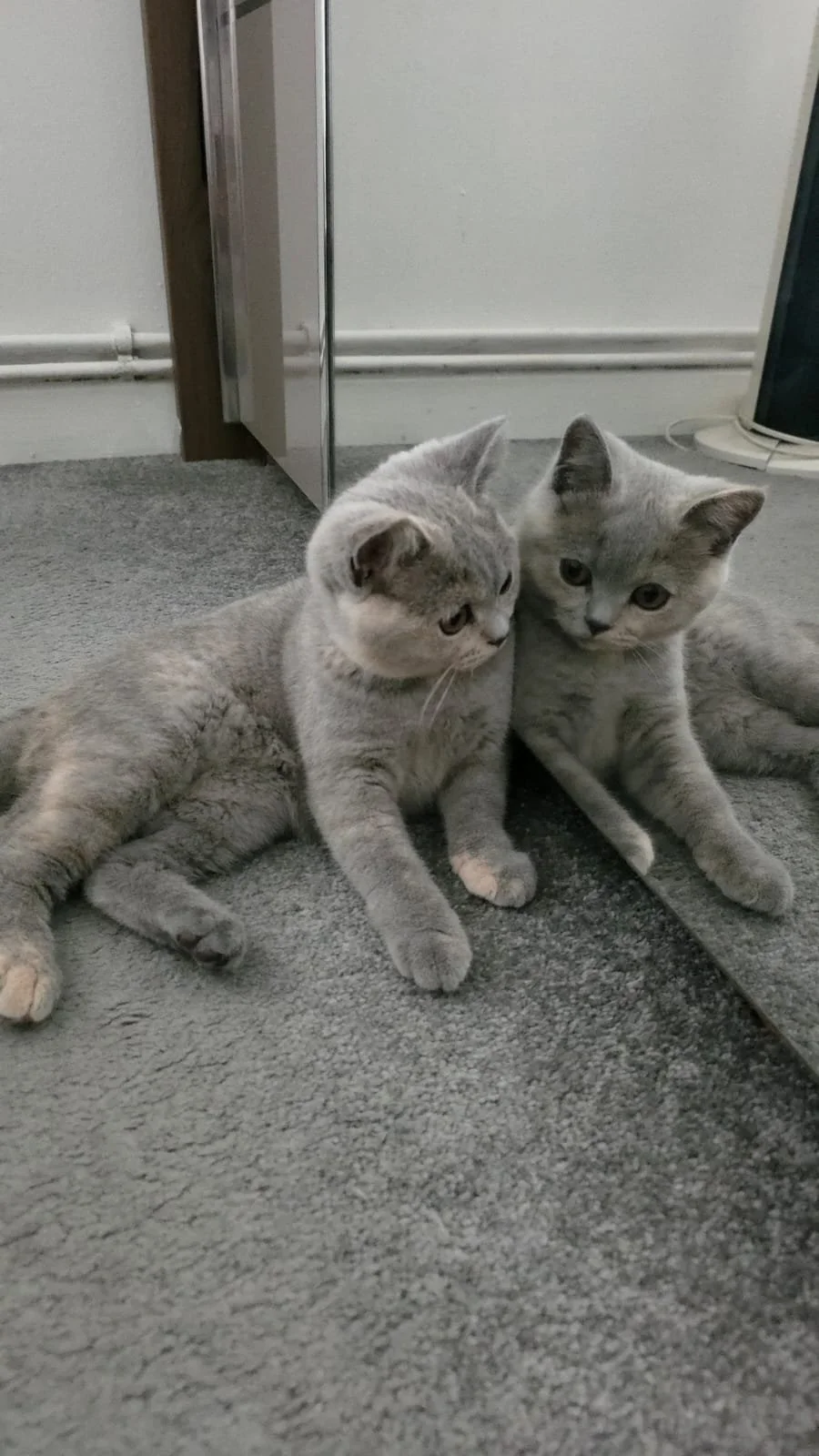 Muezza, British Shorthair
