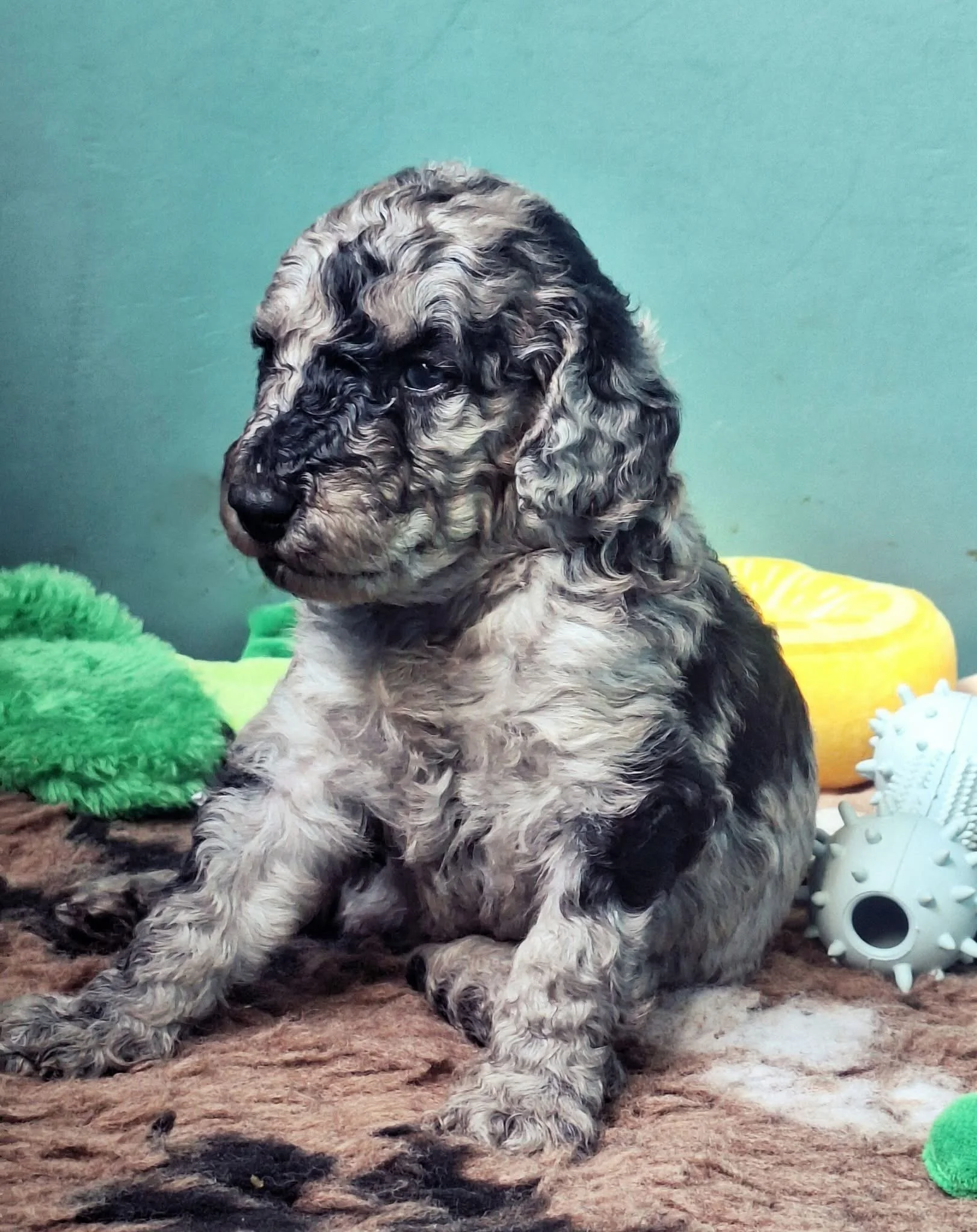 Basil, Labradoodle