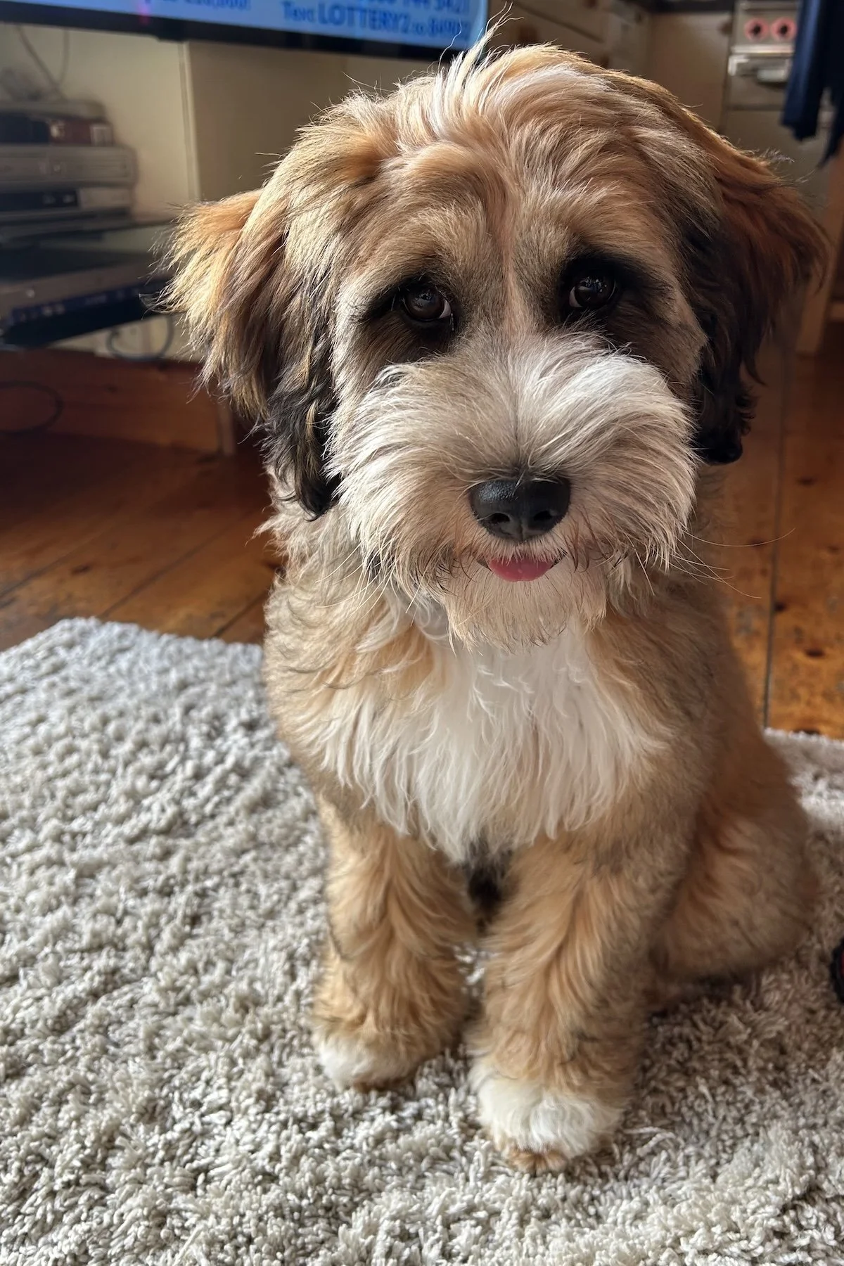 Maisie, Tibetan Terrier, West Sussex
