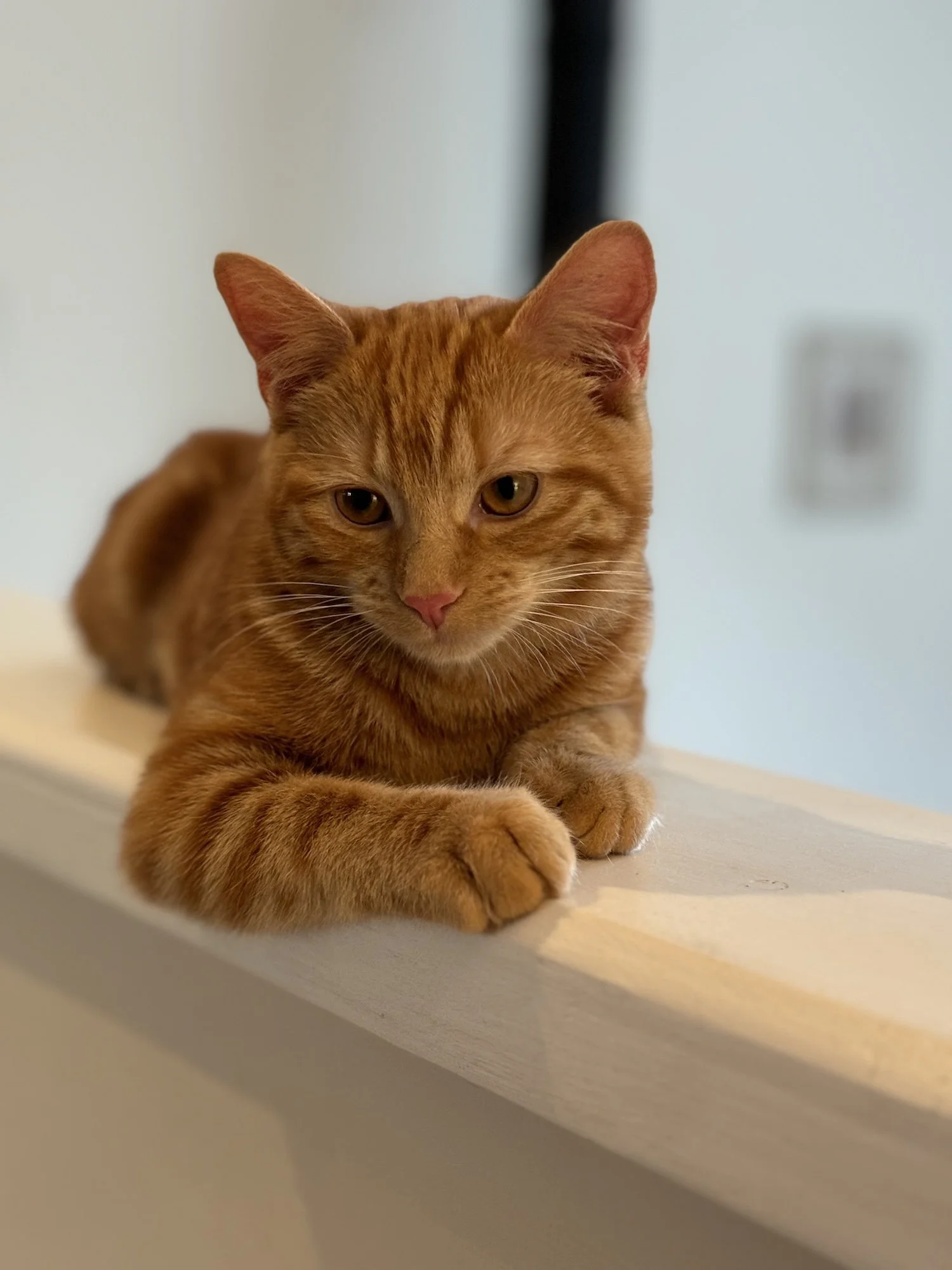 Chai, Ginger DSH