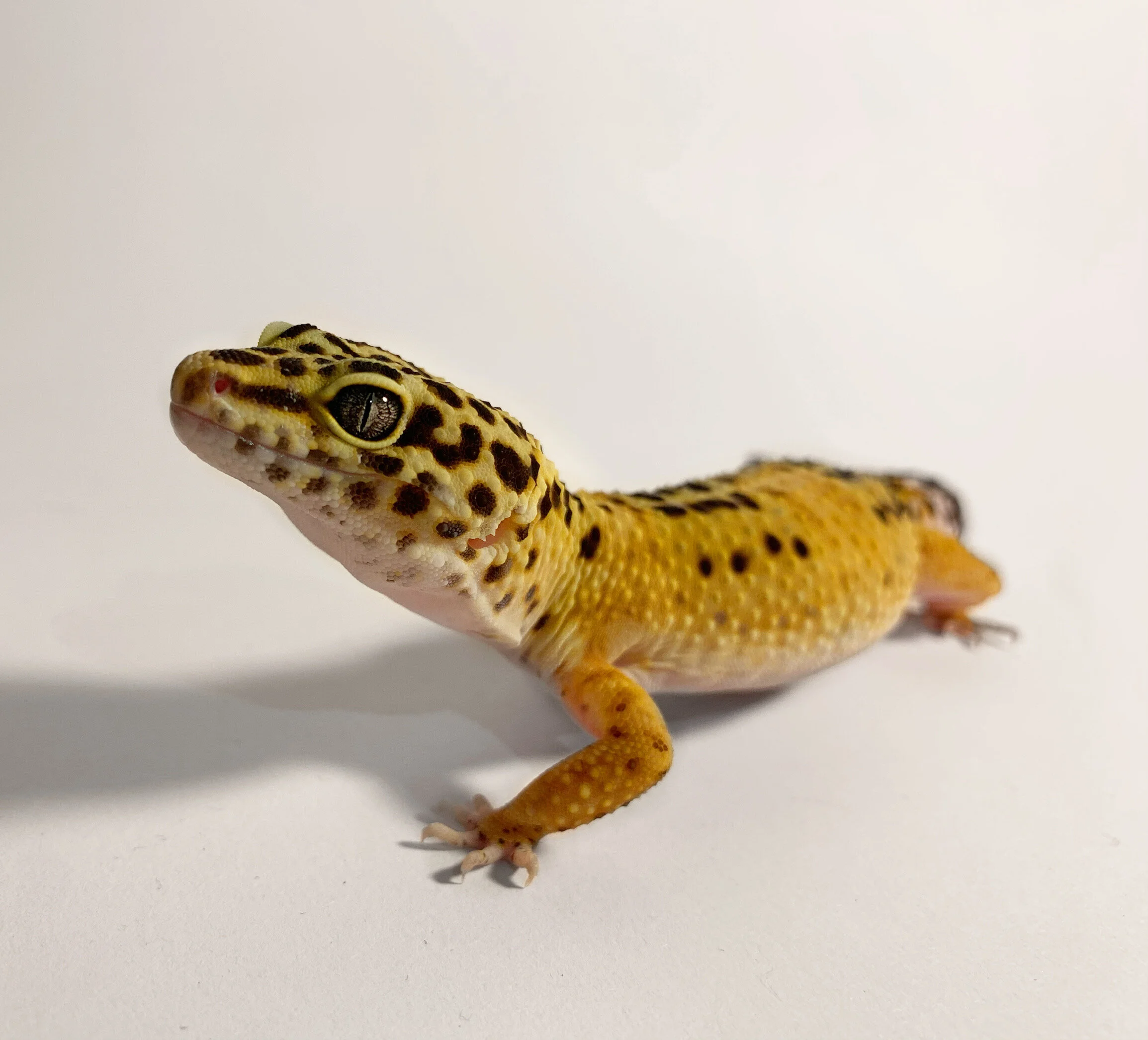 Luna, Gecko, Warwickshire
