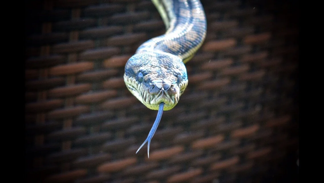 Jay, Carpet Python, Manchester