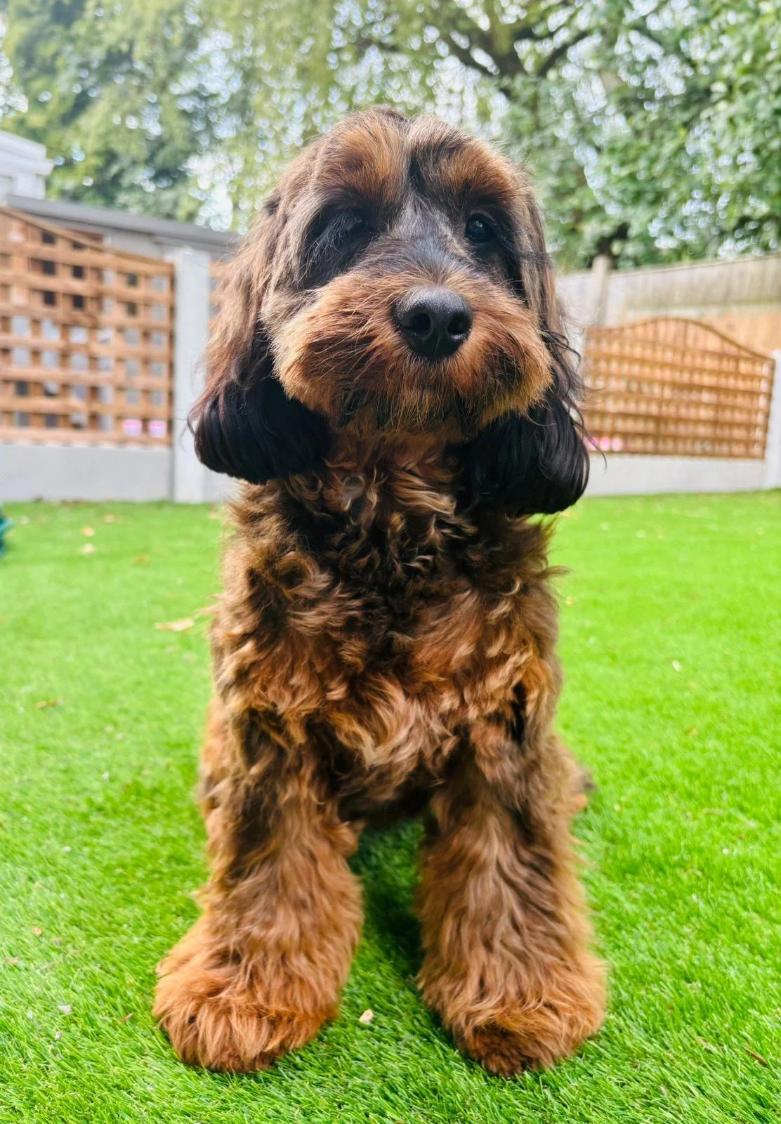 Freida, Cockapoo