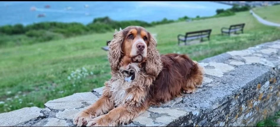 Woody, Cocker Spaniel