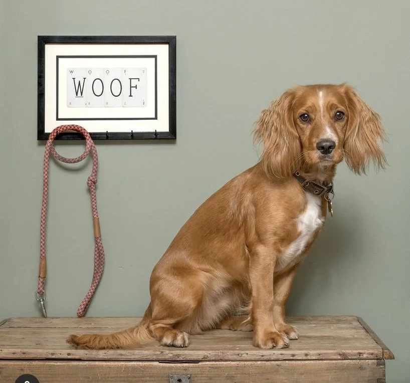 Elsie, Cocker Spaniel