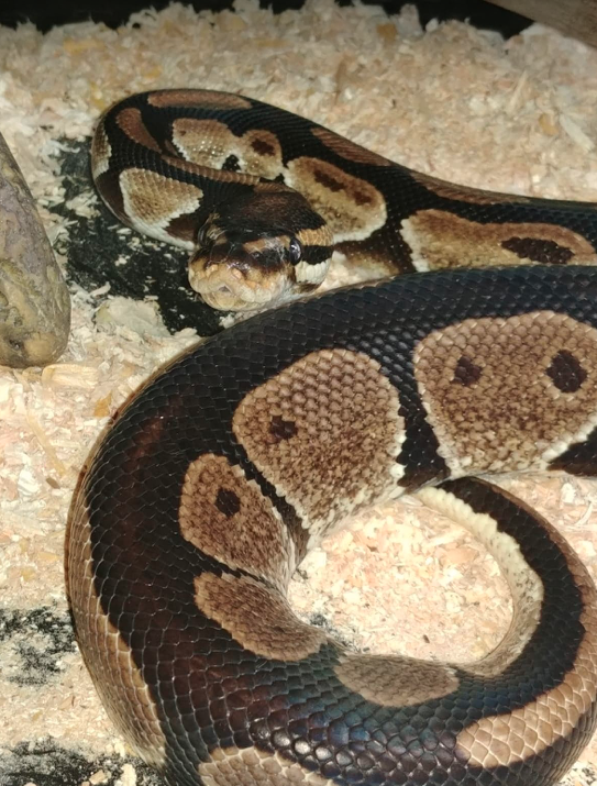 Freddie, Royal Python, Manchester