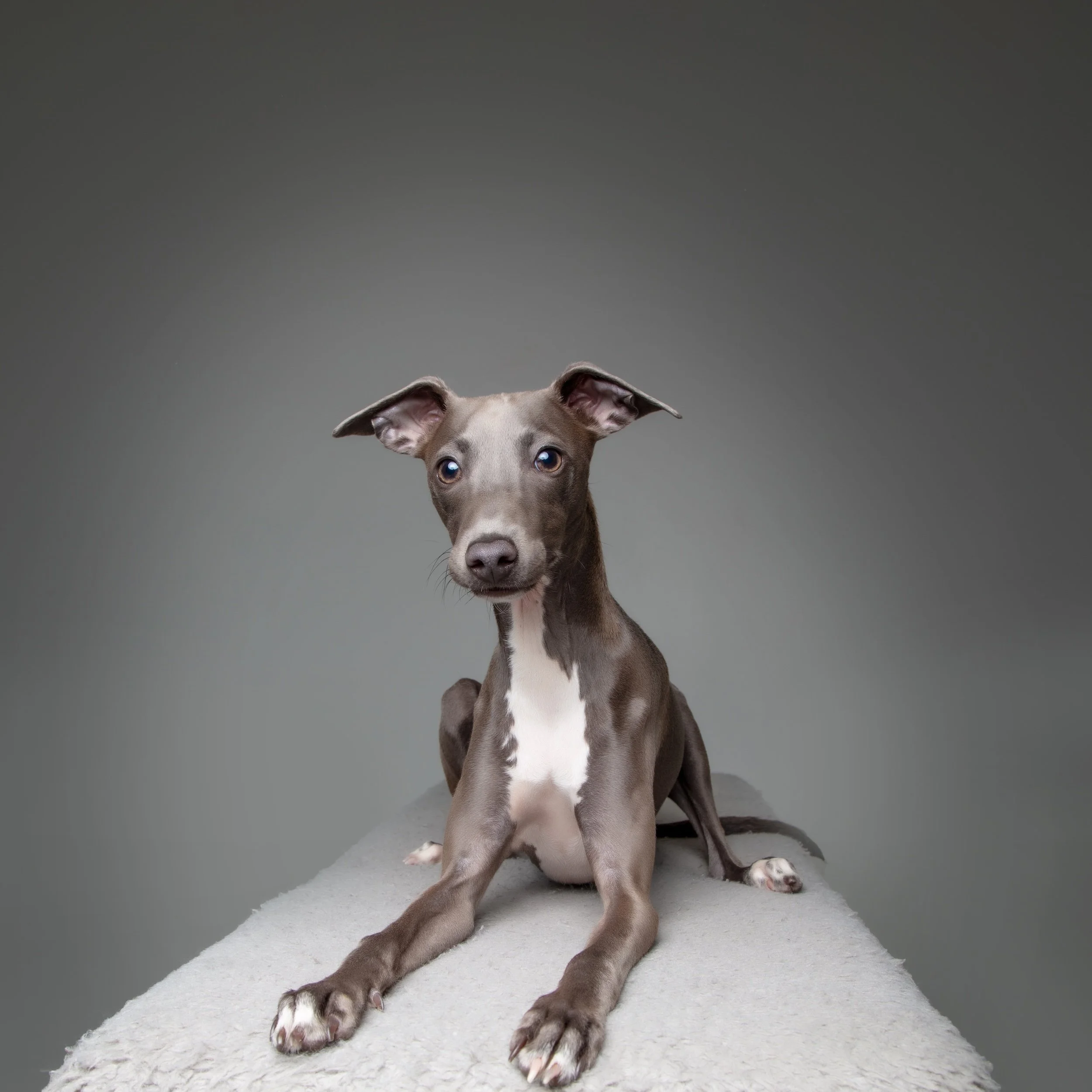 Lenny, Italian Greyhound