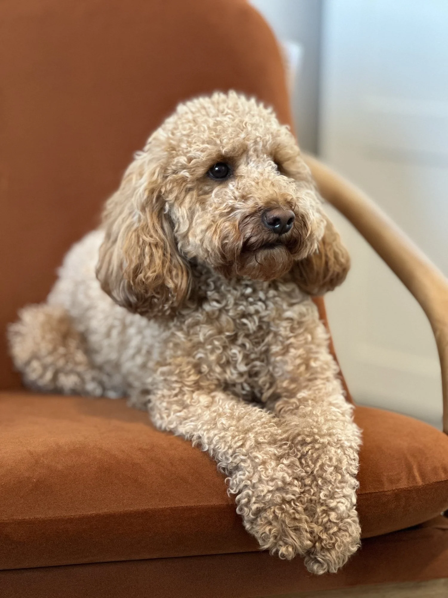 Pepper, Cockapoo