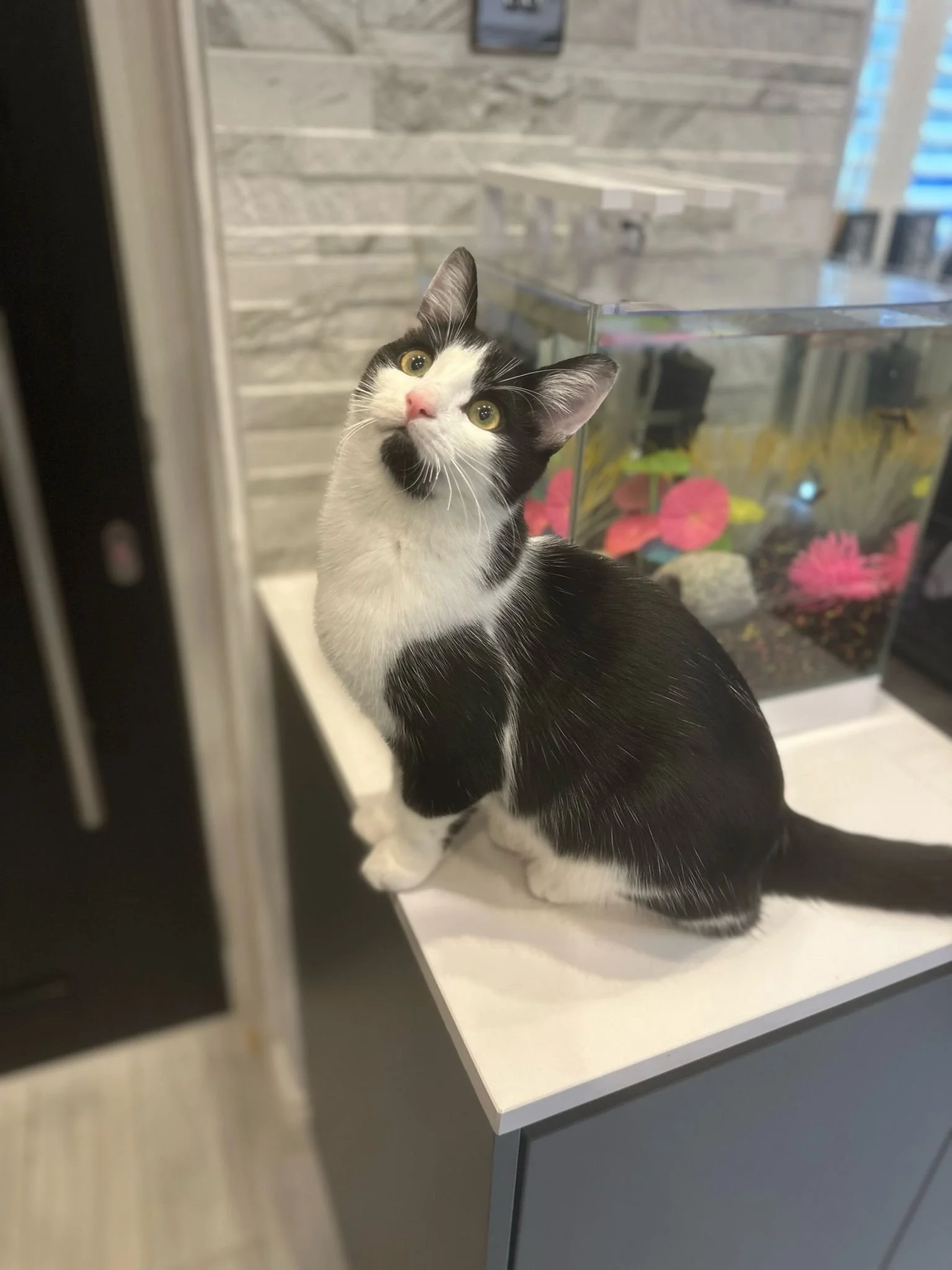 Buddy, Black & White DSH