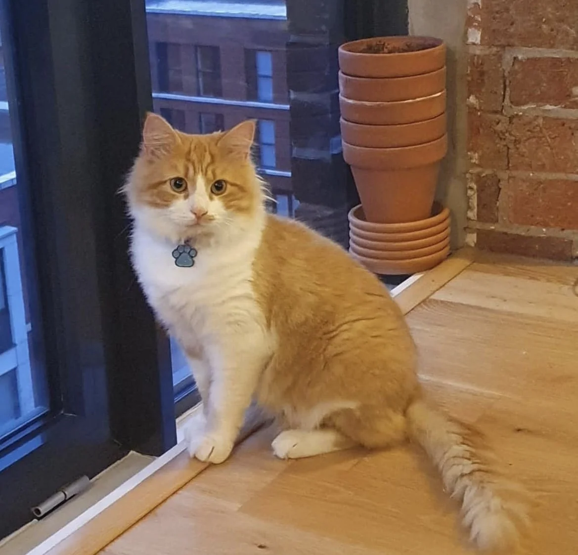 Simba, Ginger & White DLH