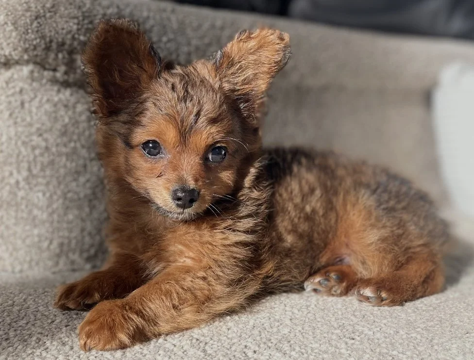 Gunner, Jack Russell/Pomeranian X, Essex