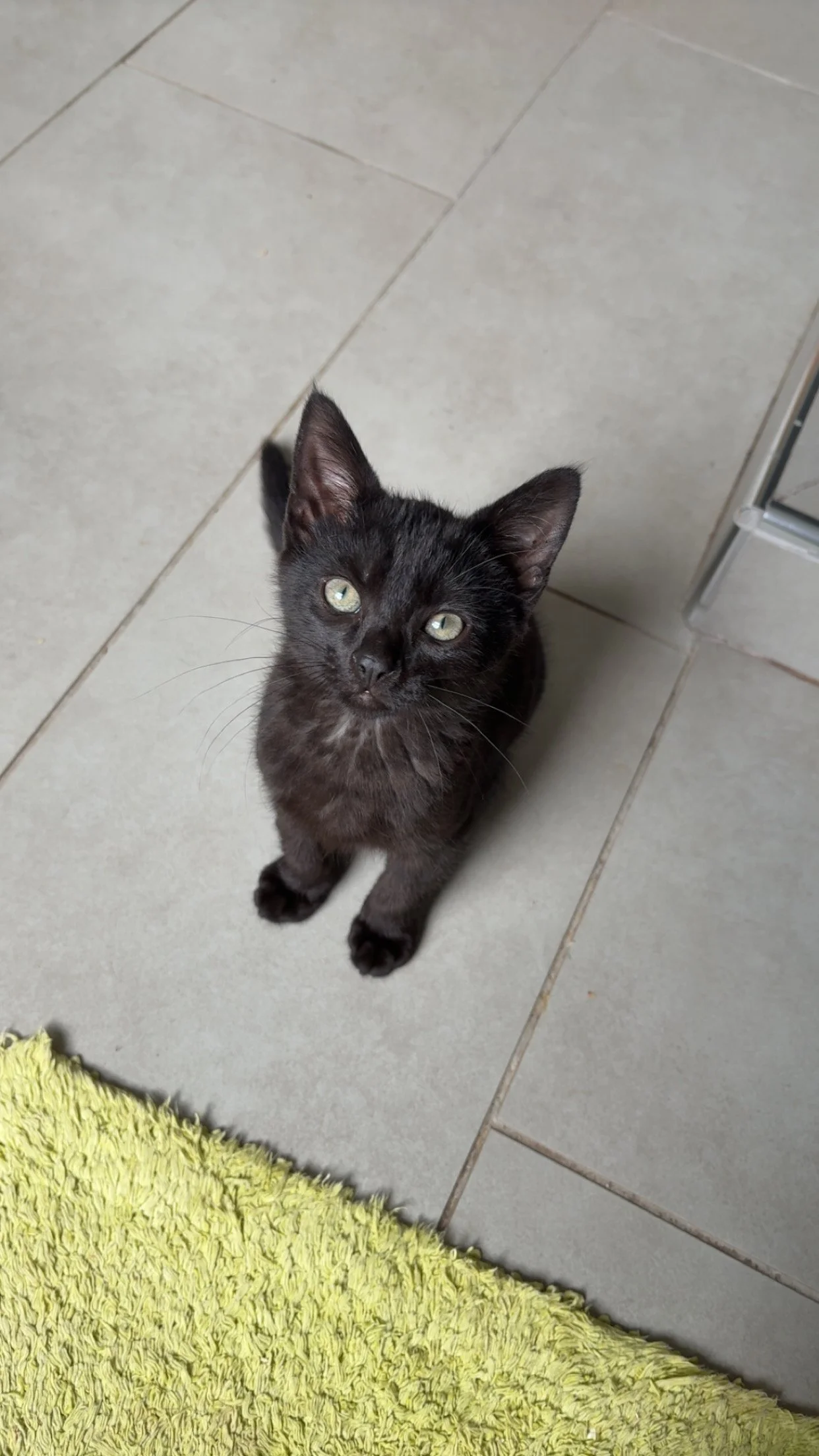 Dobby, Domestic Shorthair