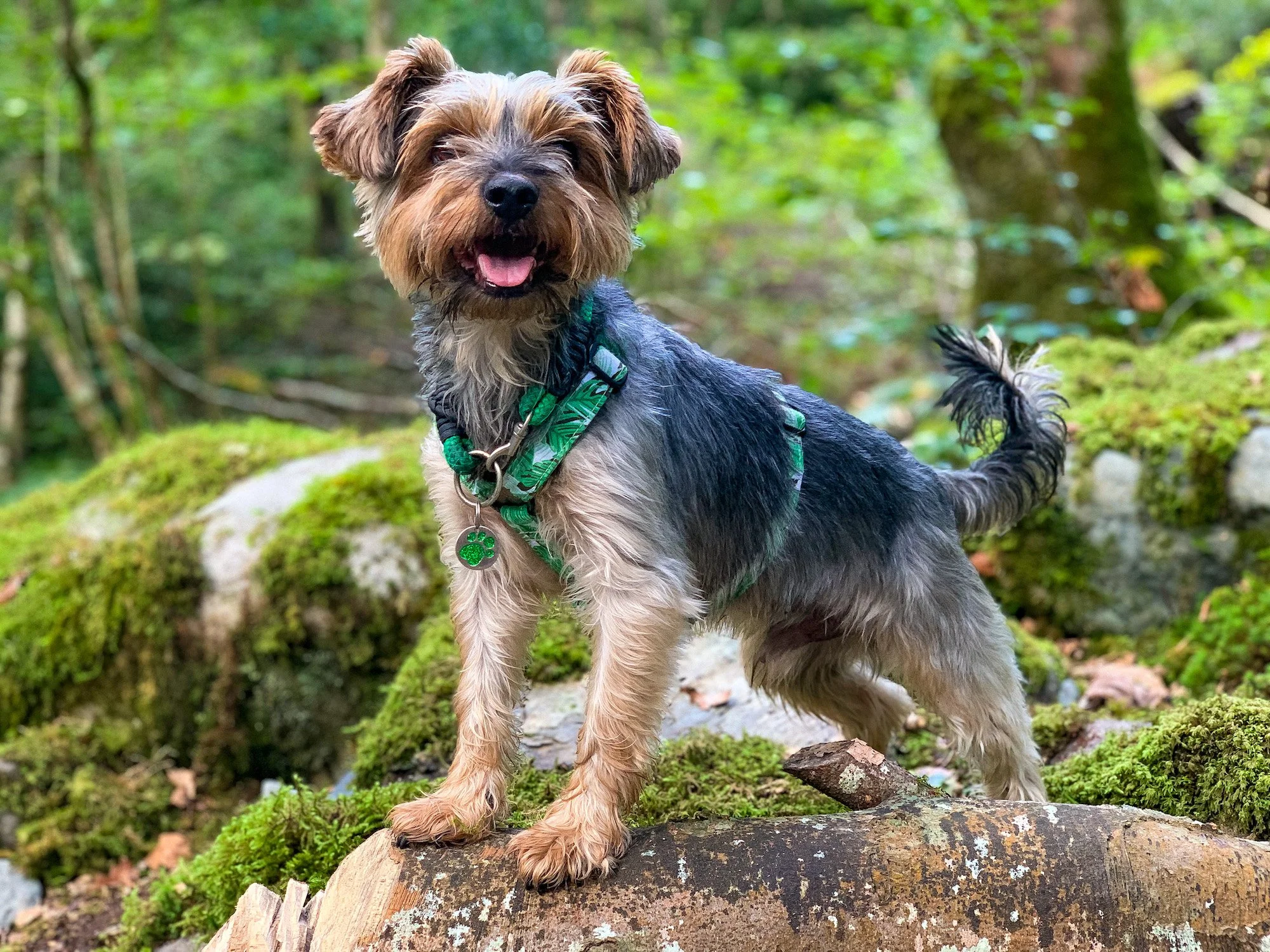 Dougal, Yorkshire Terrier