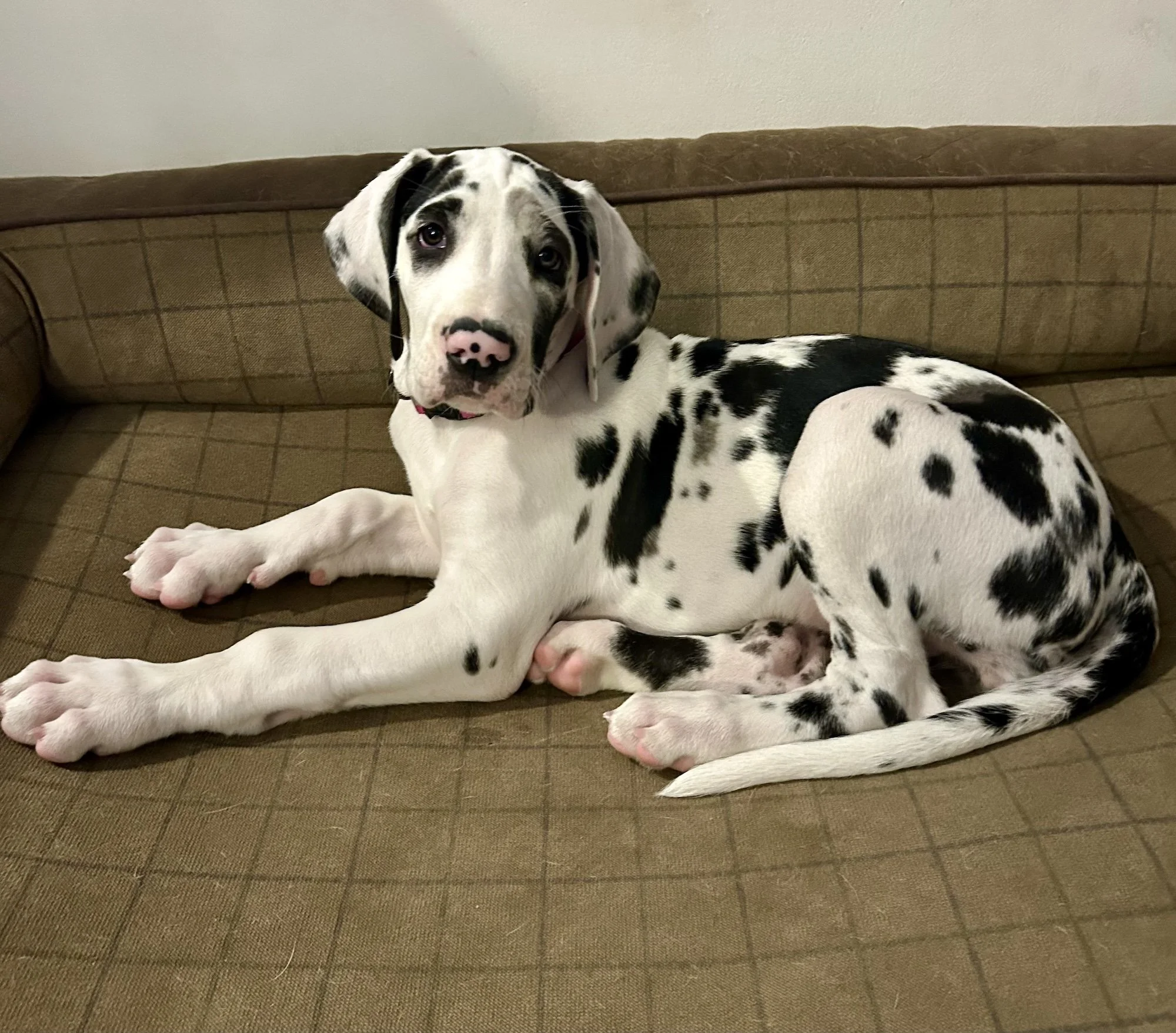 Storm, Great Dane
