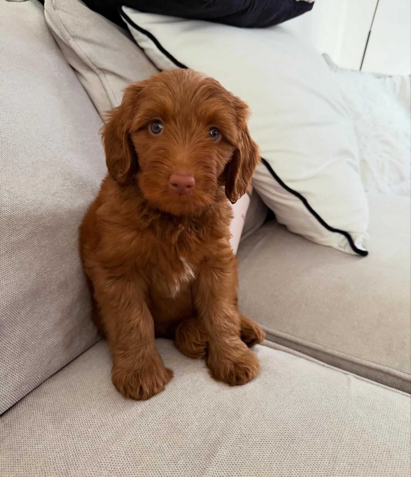 Pablo, Goldendoodle