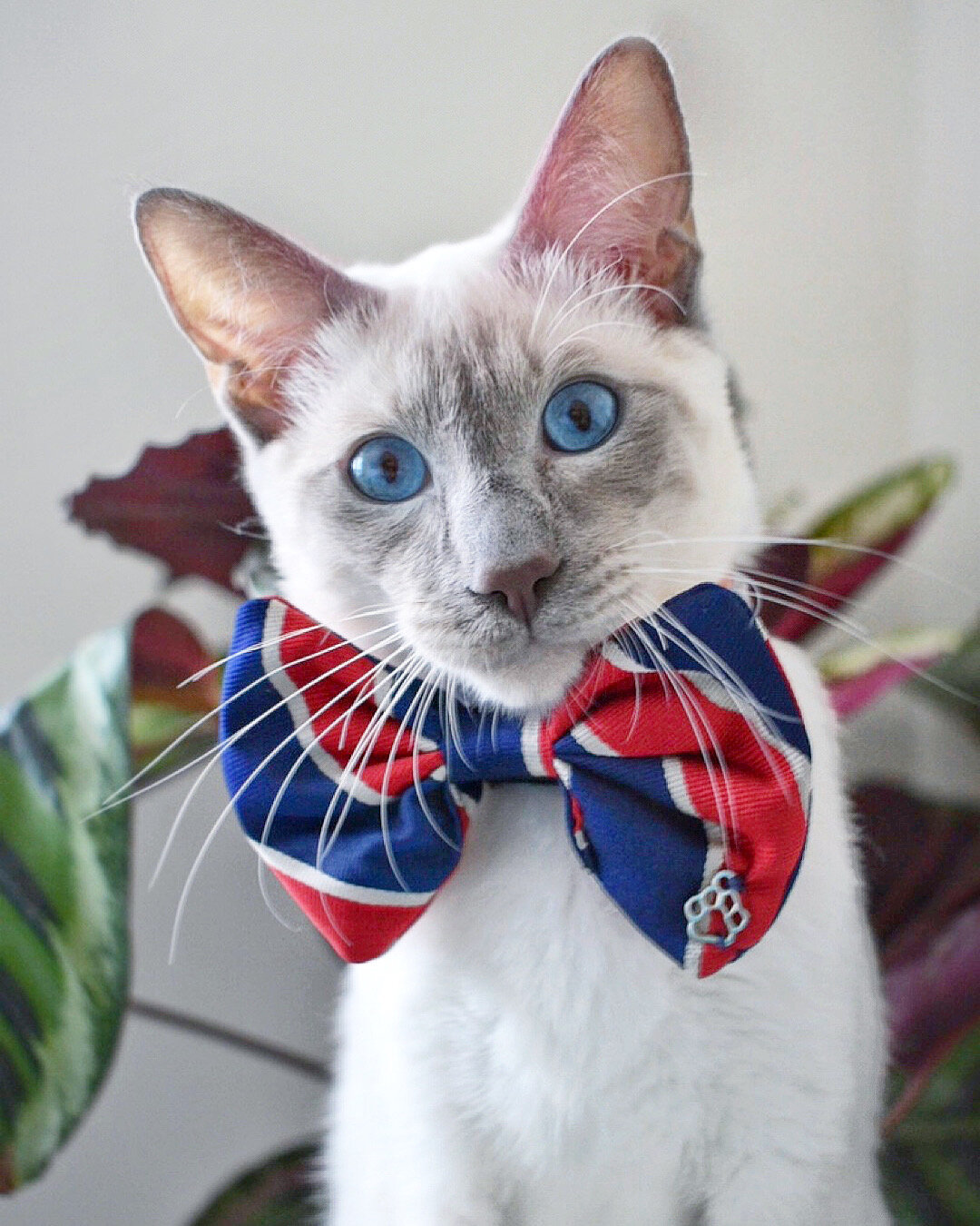 Jeremy, Siamese, Hertfordshire