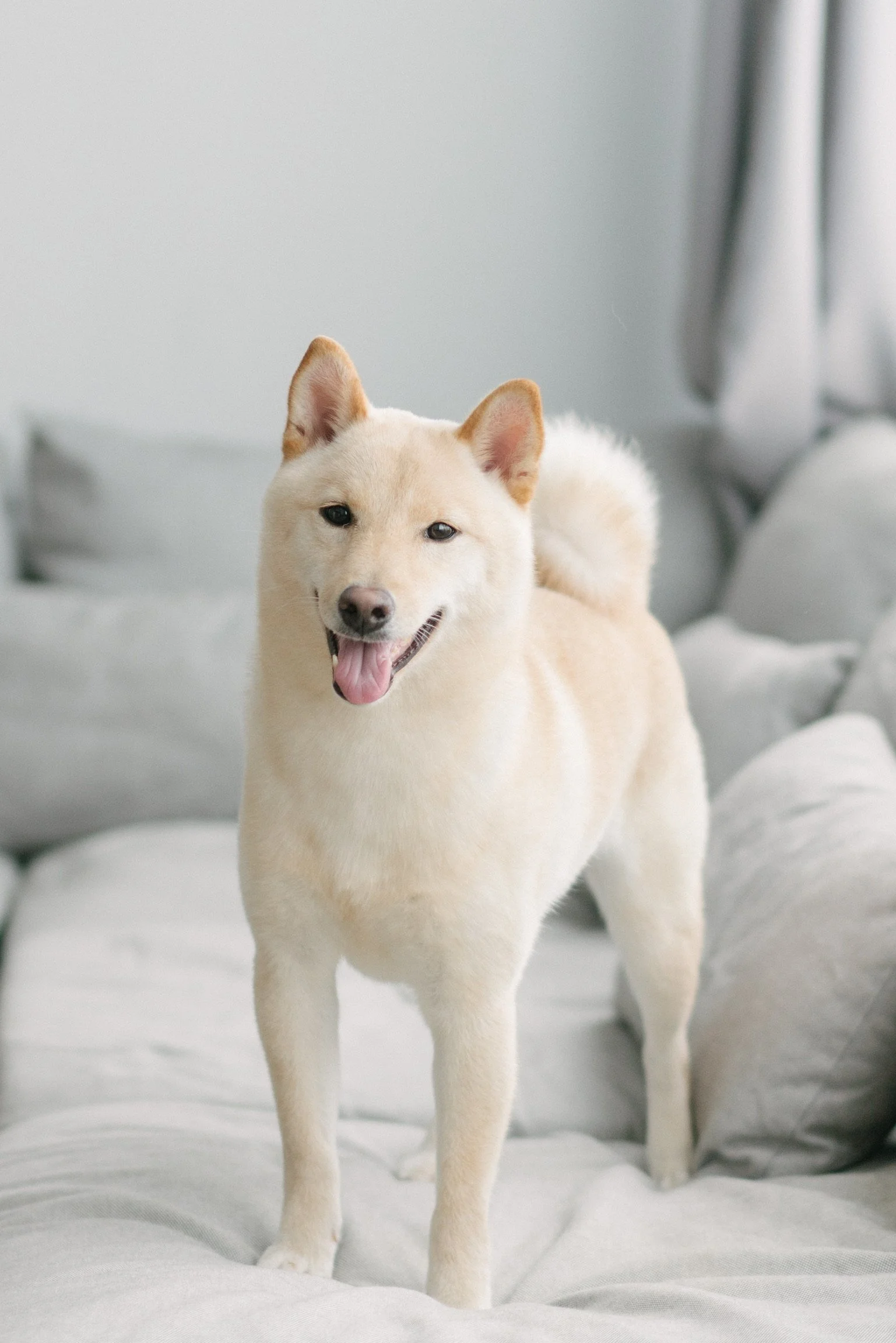 JepJep, Shiba Inu