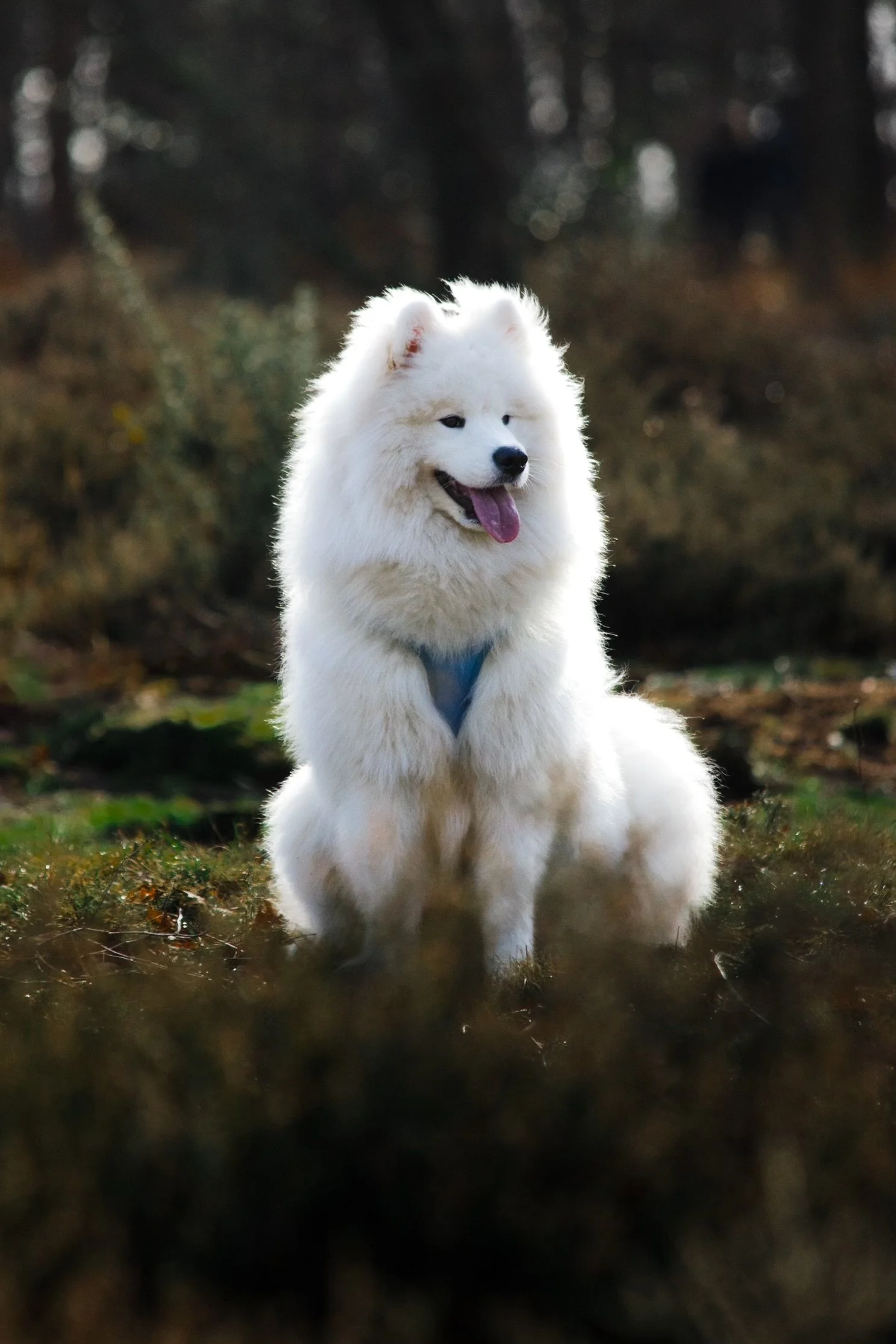 Casper, Samoyed