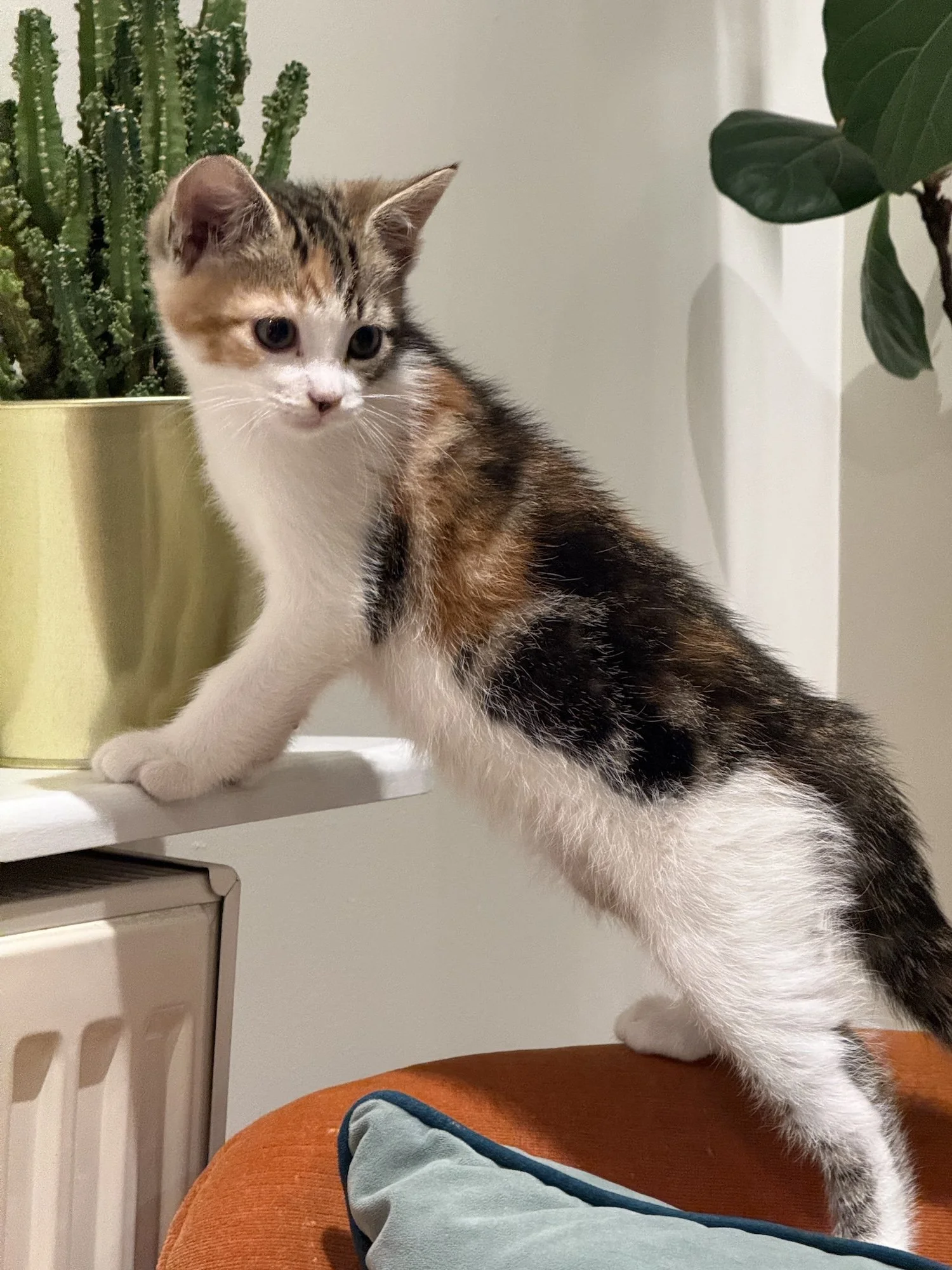 Bambi, Domestic Shorthair