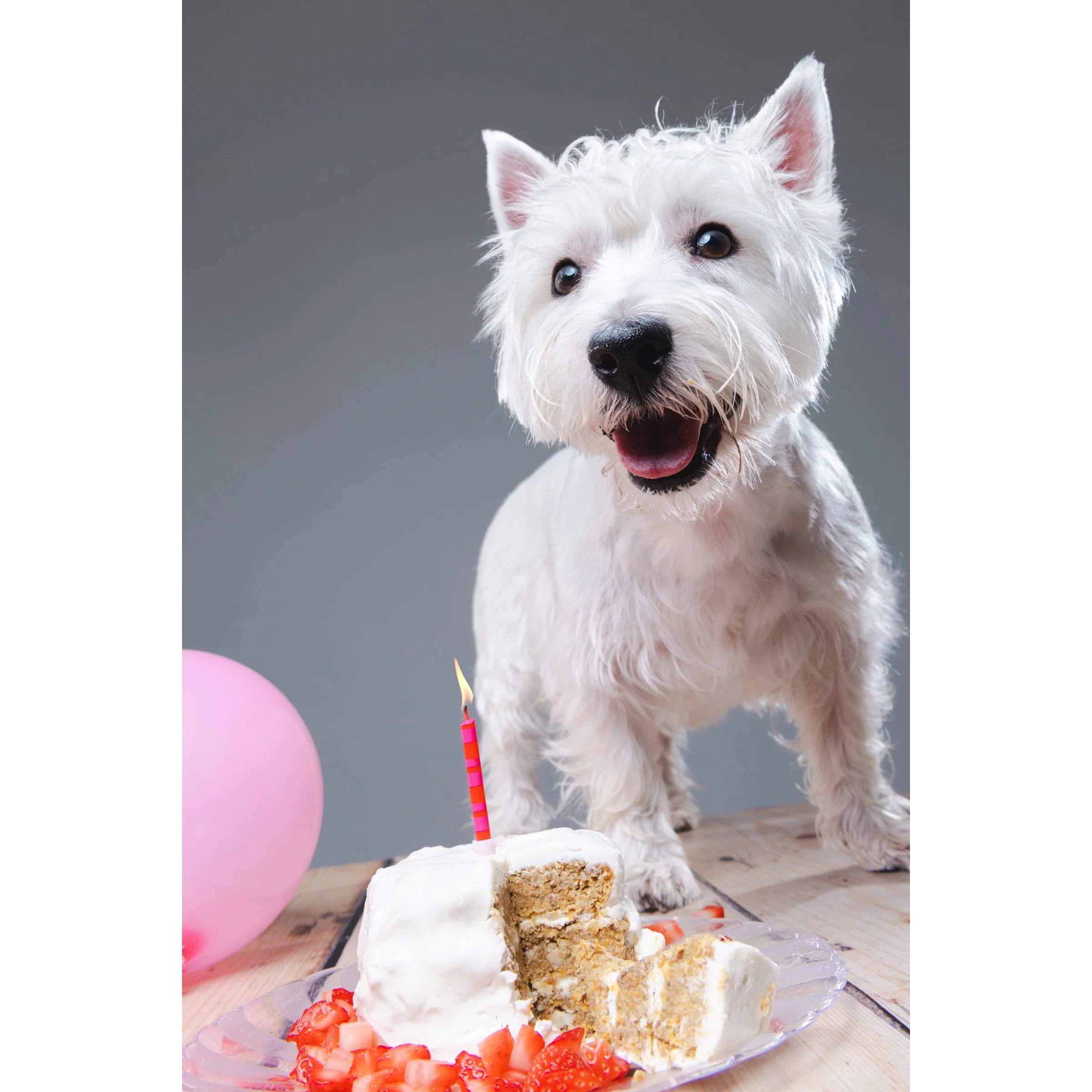 Bonnie, West Highland Terrier