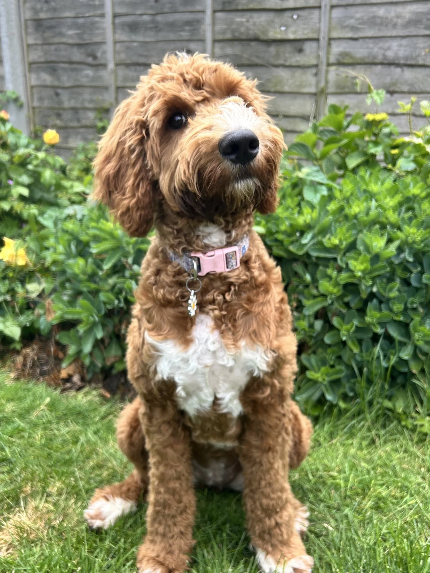 Poppit, Labradoodle