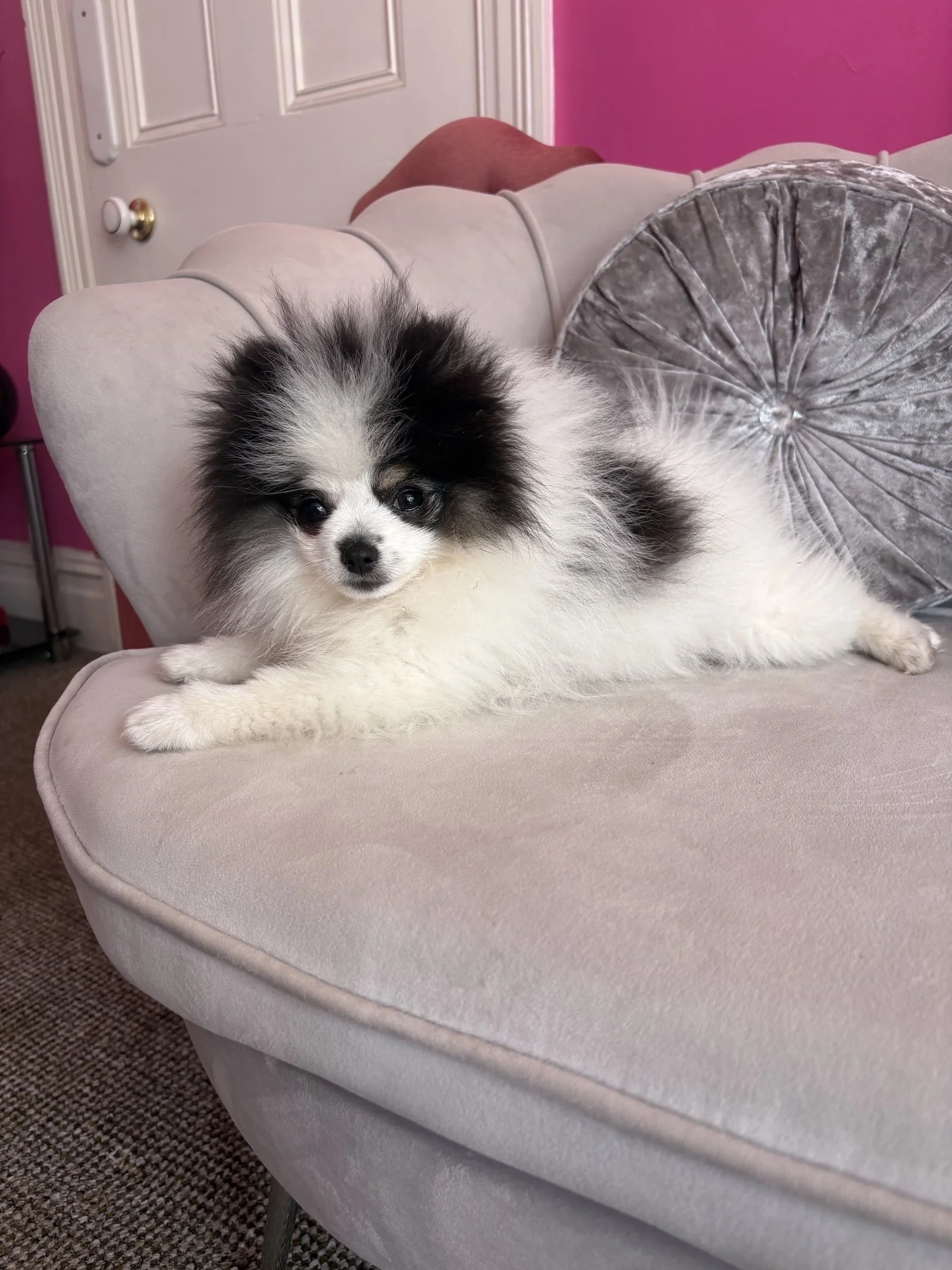 Audrey, Pomeranian