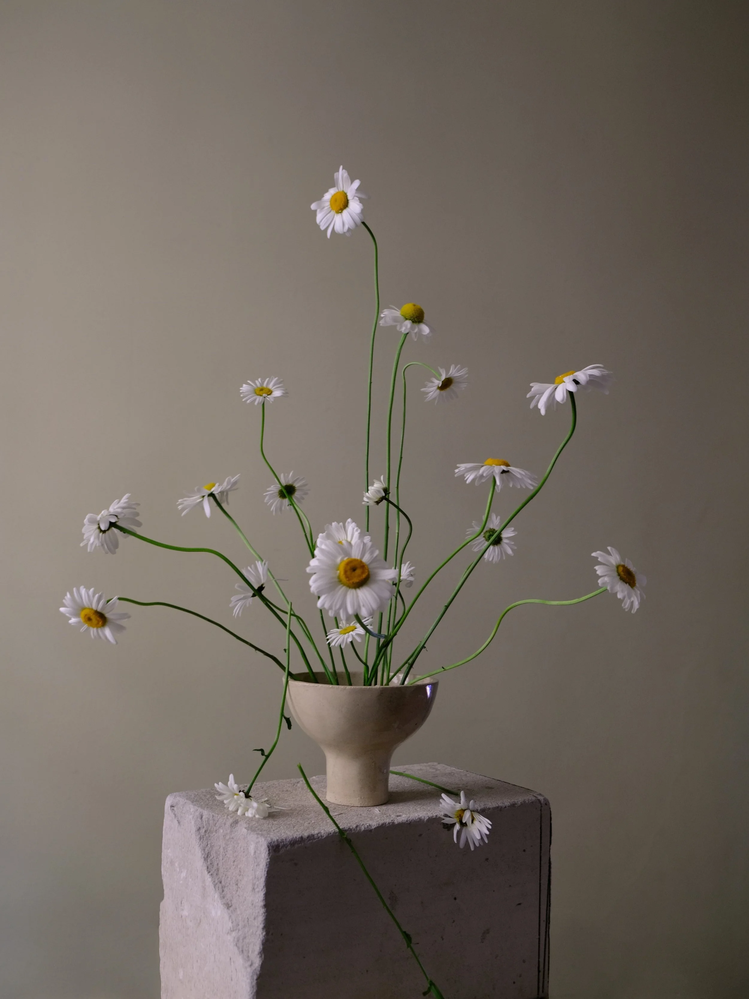 White_chamomil_DSF4693.jpg