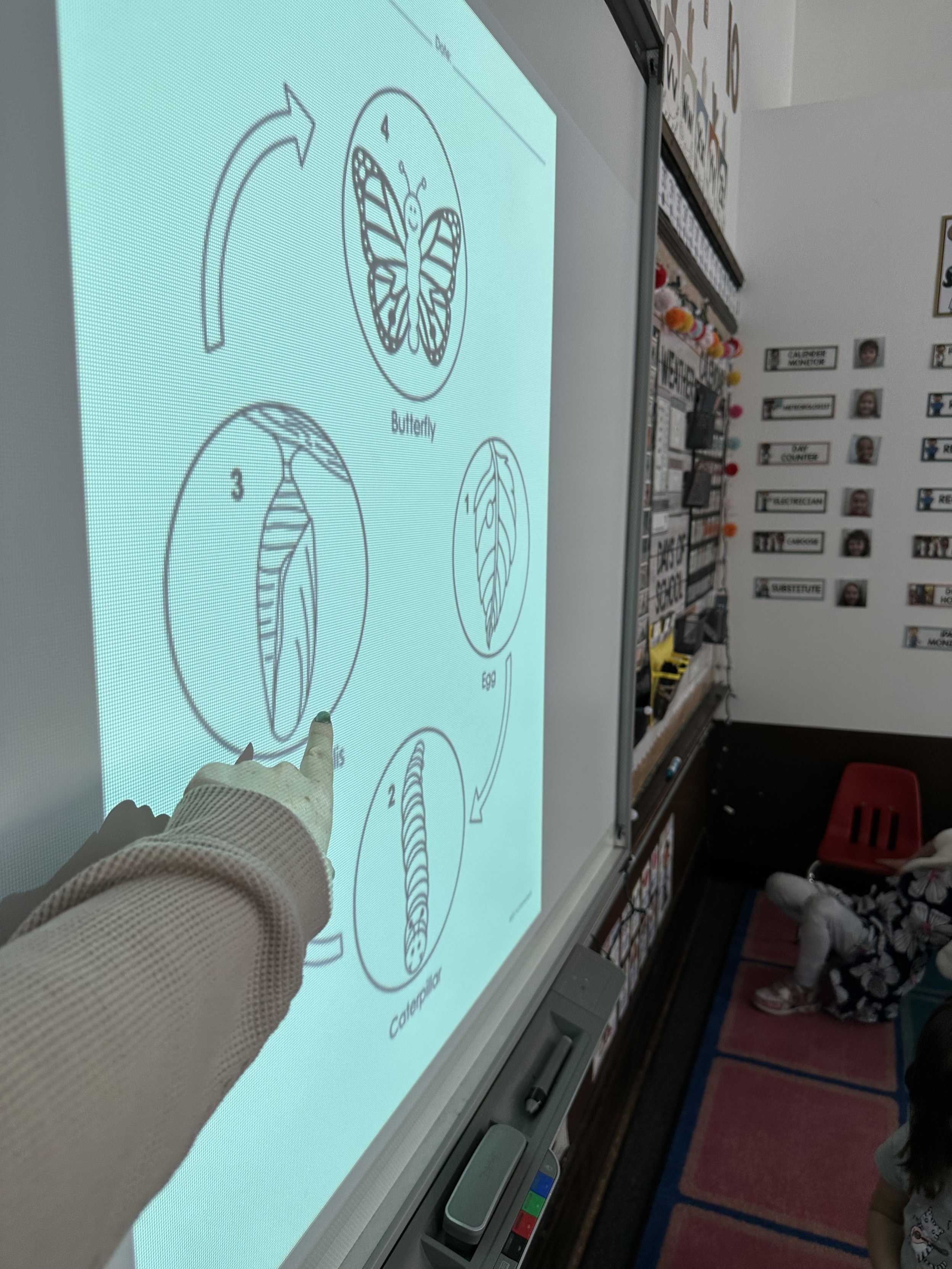 In the spring, we discuss the life cycle of a caterpillar/butterfly...